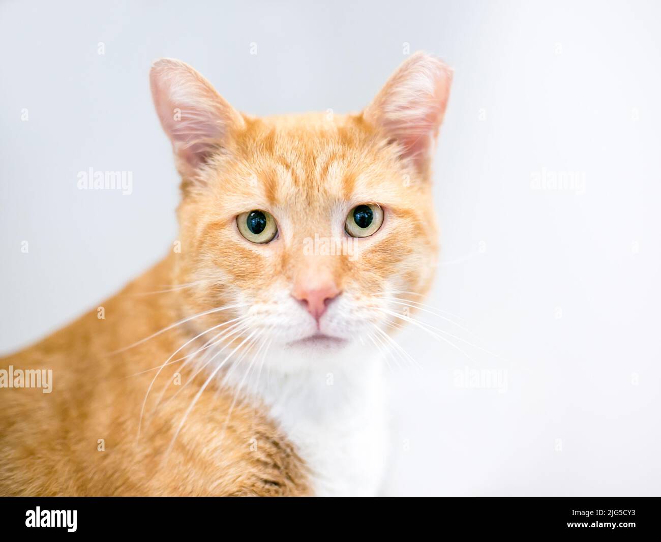 An orange tabby shorthair cat with its left ear tipped, indicating that it has been spayed or neutered and vaccinated as part of a Trap Neuter Return Stock Photo