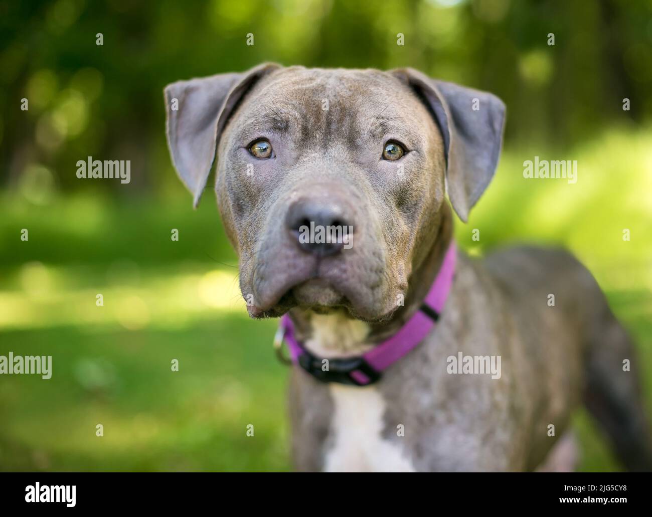 Purple pitbull puppies 2025