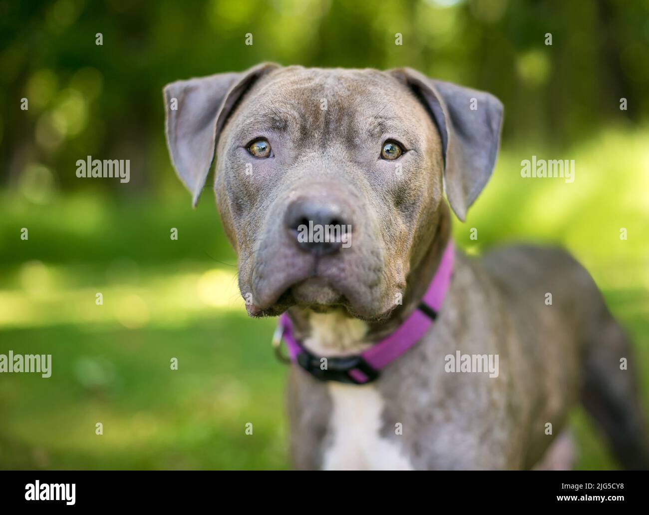 A Pit Bull Terrier mixed breed dog wearing a purple collar and looking at the camera Stock Photo