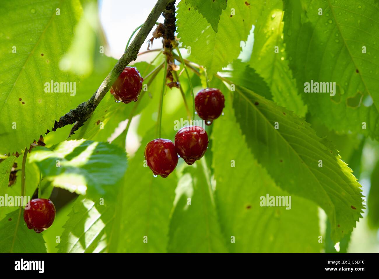 Prunus avium cherry tree fruits hi-res stock photography and images - Alamy