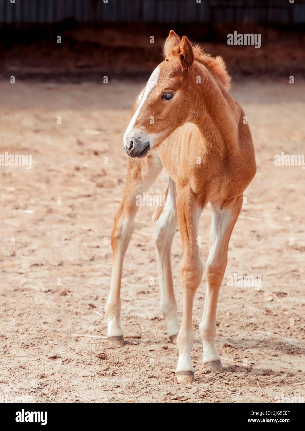 Portrait of a thoroughbred colt walking in a levada. Sunny summer day. Homemade animal. The beautiful newborn horse. Outdoor. Sports horse Stock Photo