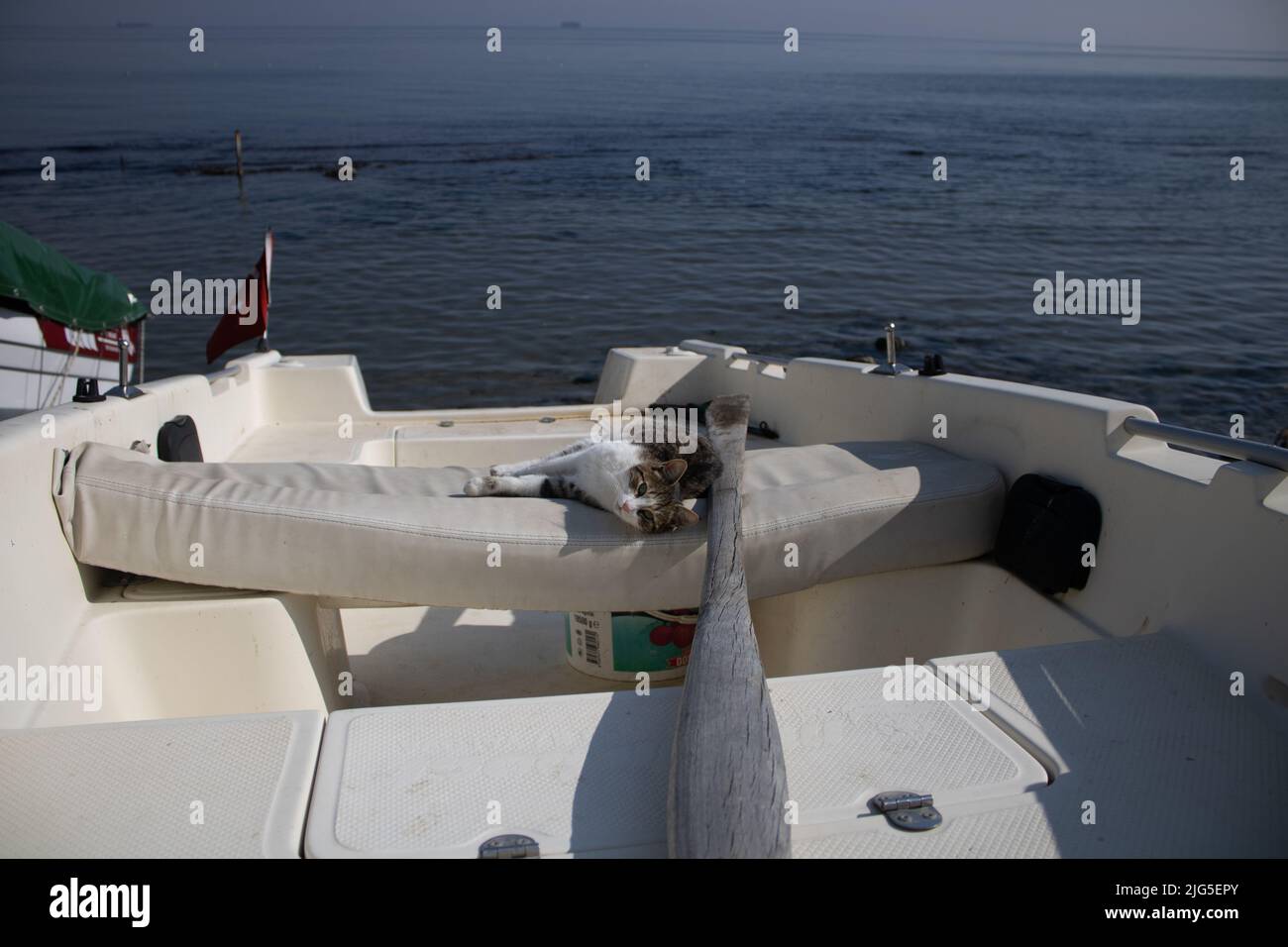 Cat is lying on a boat Stock Photo