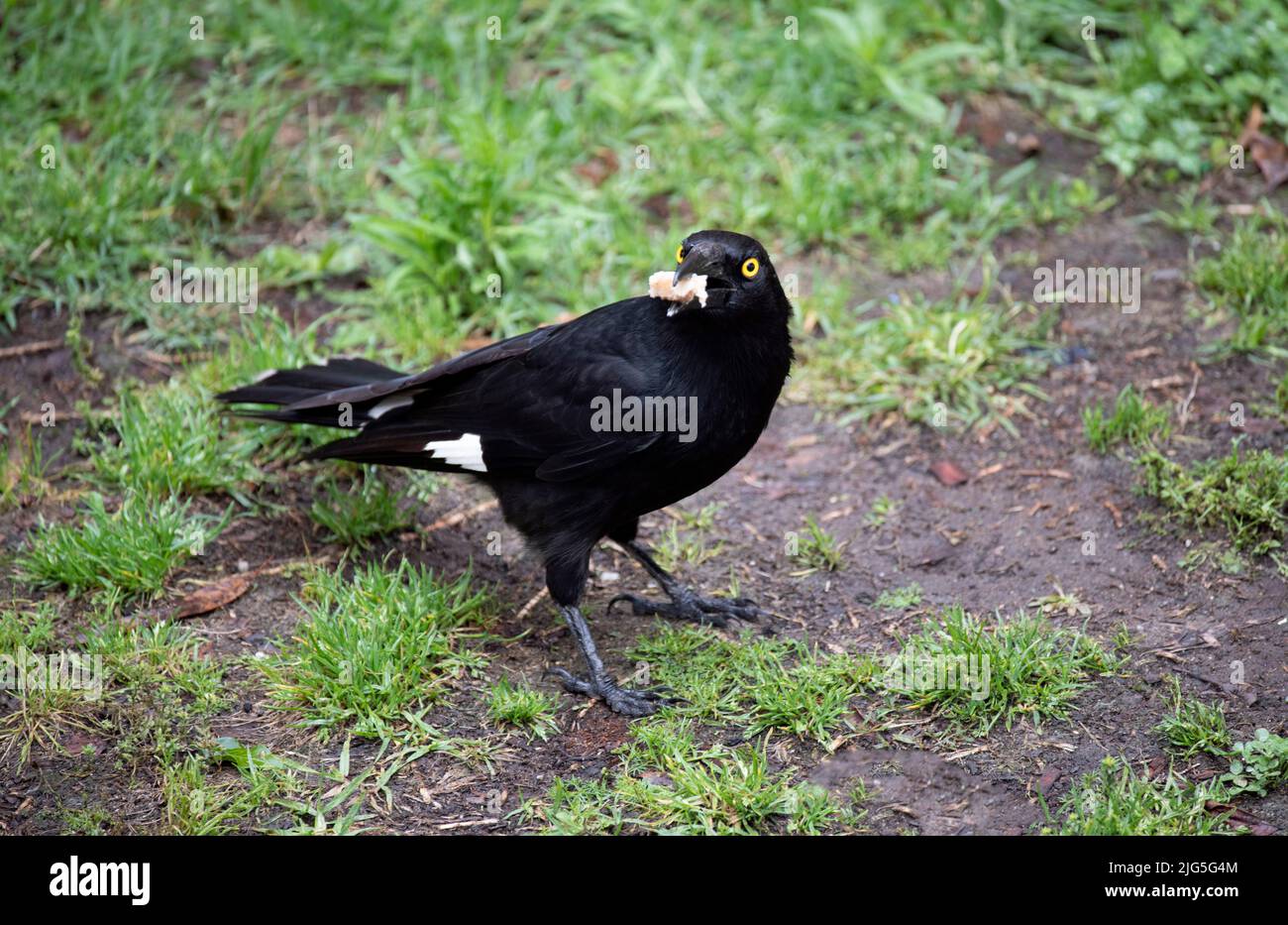 An Australian Pied Currawong (Strepera graculina) finds eatable in ...