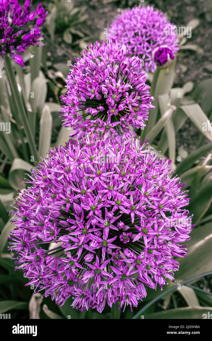 A close up of a giant allium onion plant with a faded background Stock