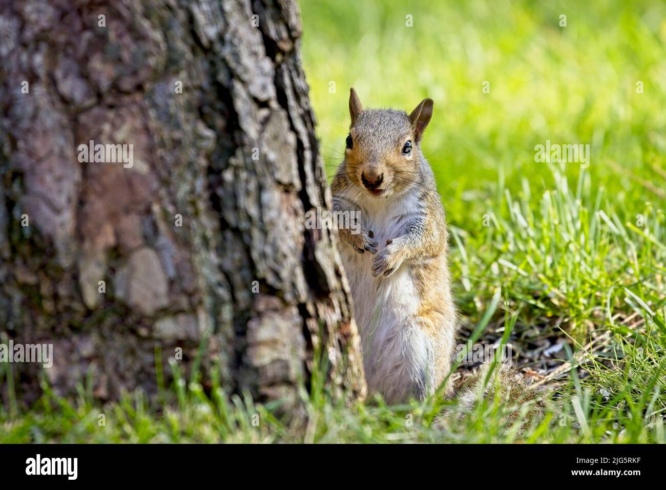 A cute and alert squirrel stands behind a tree in Rathdrum, Idaho. Stock Photo