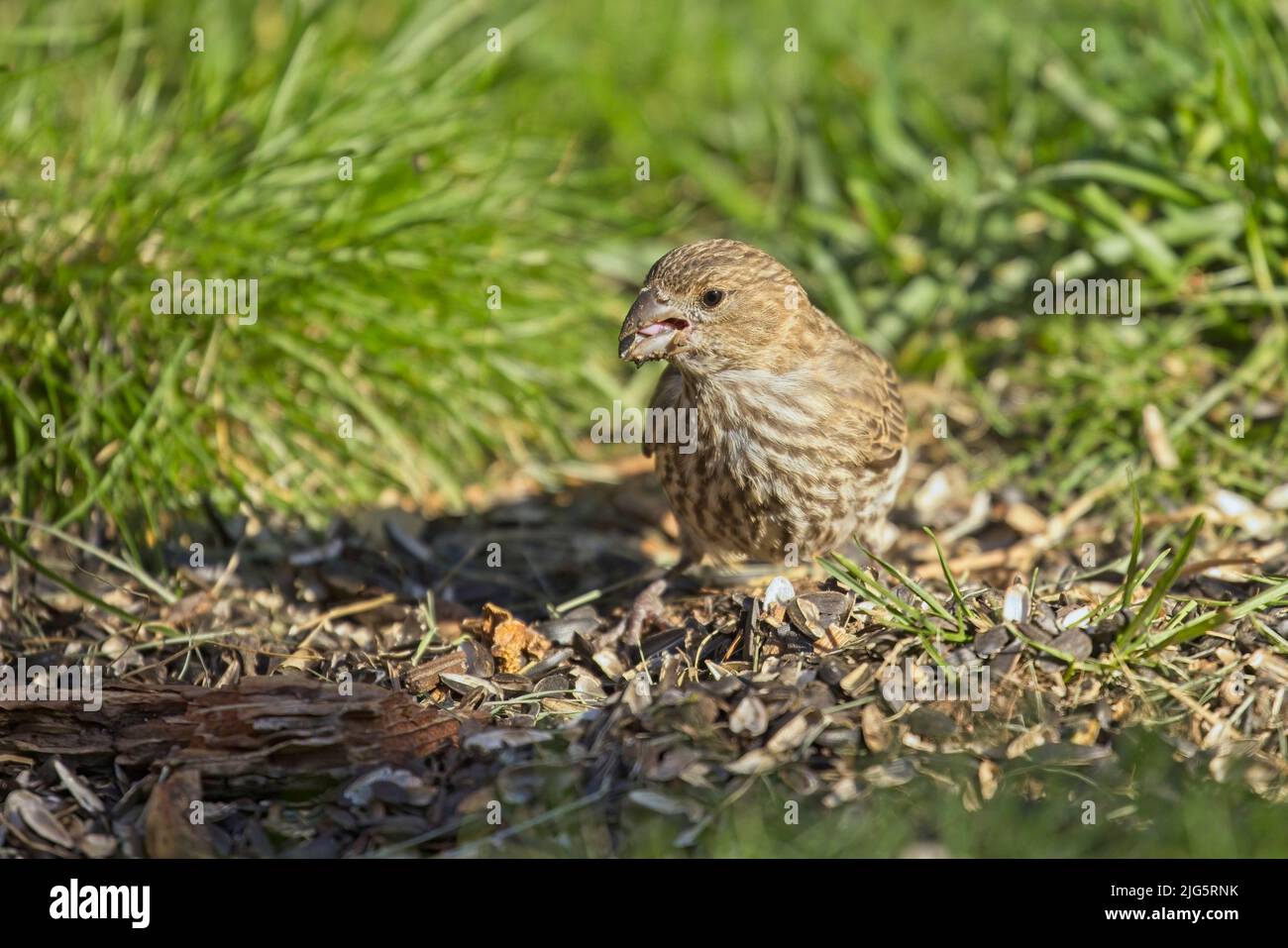 A small sparrow is on the ground searching for food in Rathdrum, Idaho. Stock Photo