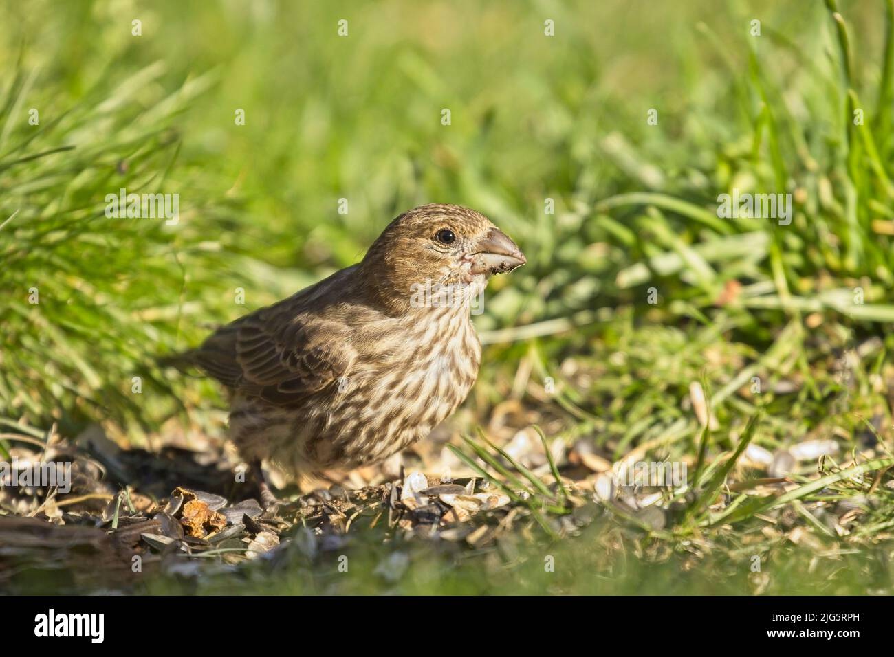 A small sparrow is on the ground searching for food in Rathdrum, Idaho. Stock Photo