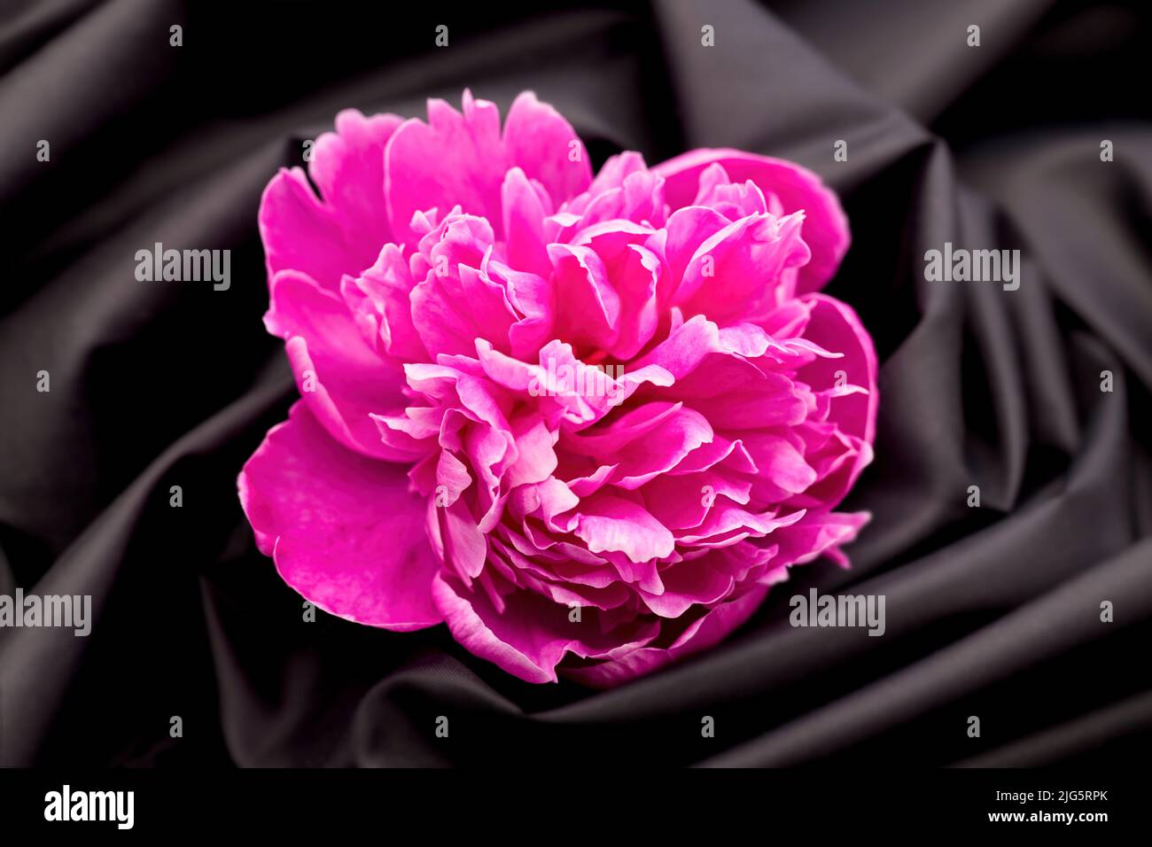 A pink peony is placed on a swirling black cloth in this studio photo. Stock Photo