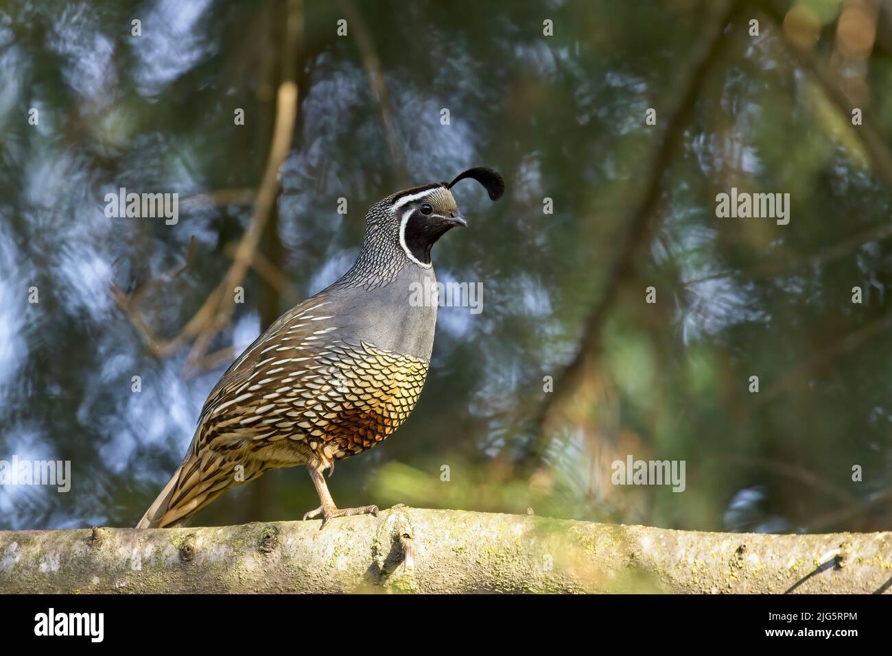 A male quail stands on a branch in Rathdrum, Idaho. Stock Photo