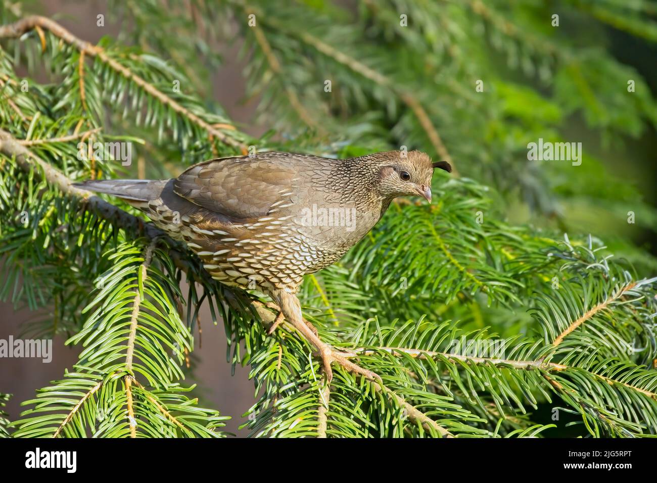 Female quail on a small pine tree branch in Rathdrum, Idaho. Stock Photo