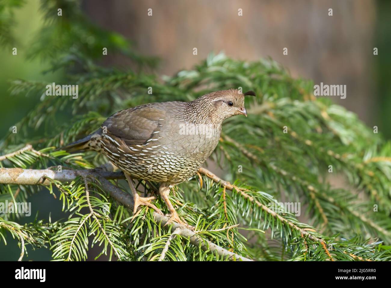 Female quail on a small pine tree branch in Rathdrum, Idaho. Stock Photo