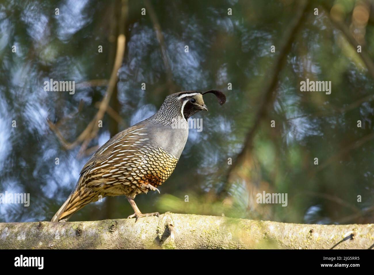 A male quail is walking on a tree branch in Rathdrum, Idaho. Stock Photo