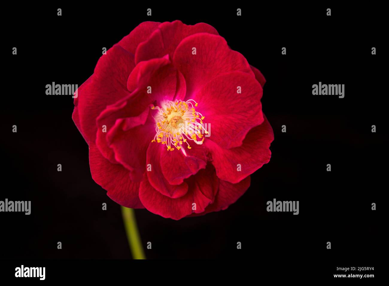A studio photo of a red rose set against a black background. Stock Photo