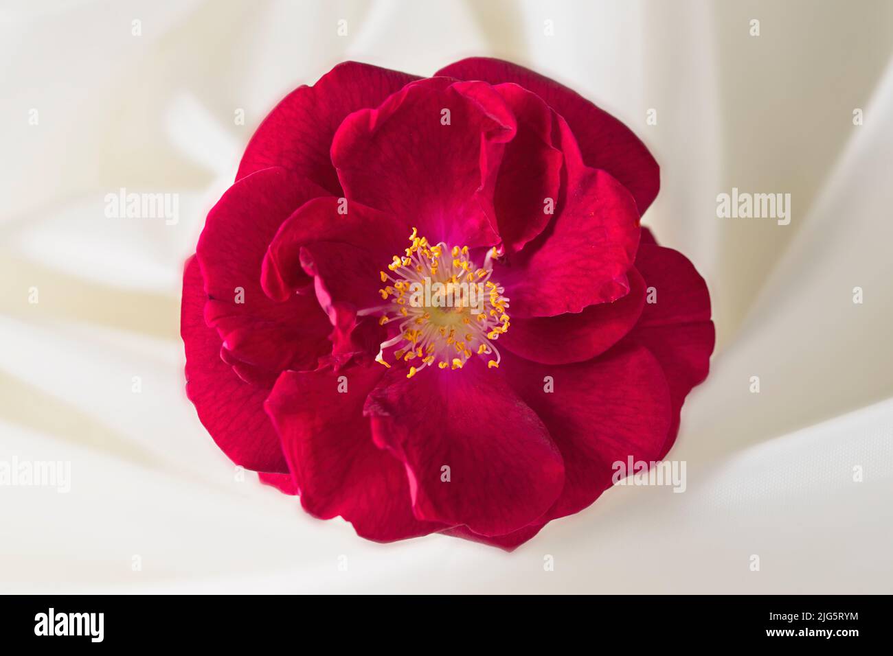 A conceptual photo of a single red rose on a twirled white cloth. Stock Photo