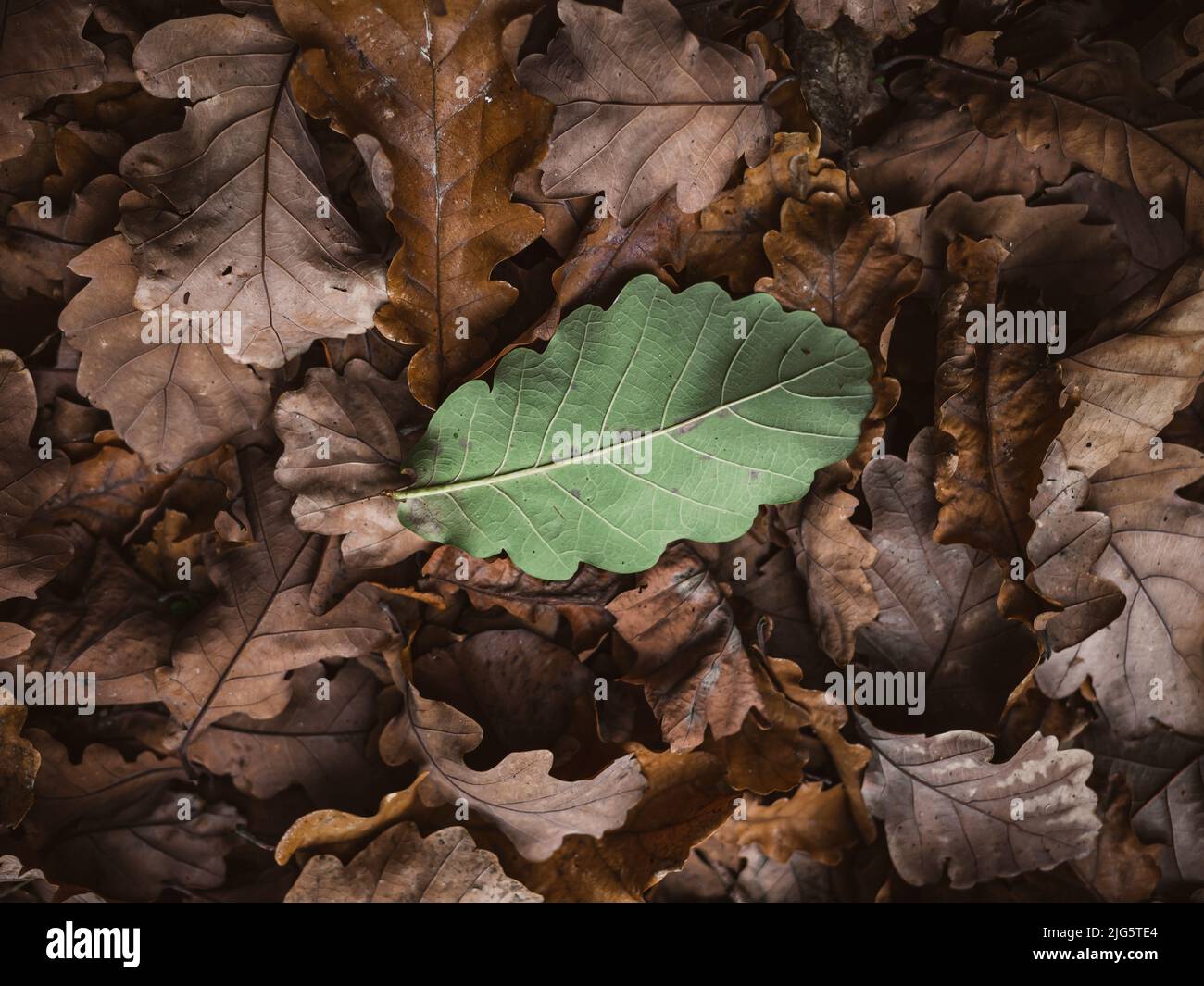 Green oak leaf amongst dried oak leaves. An oak is a tree or shrub in
