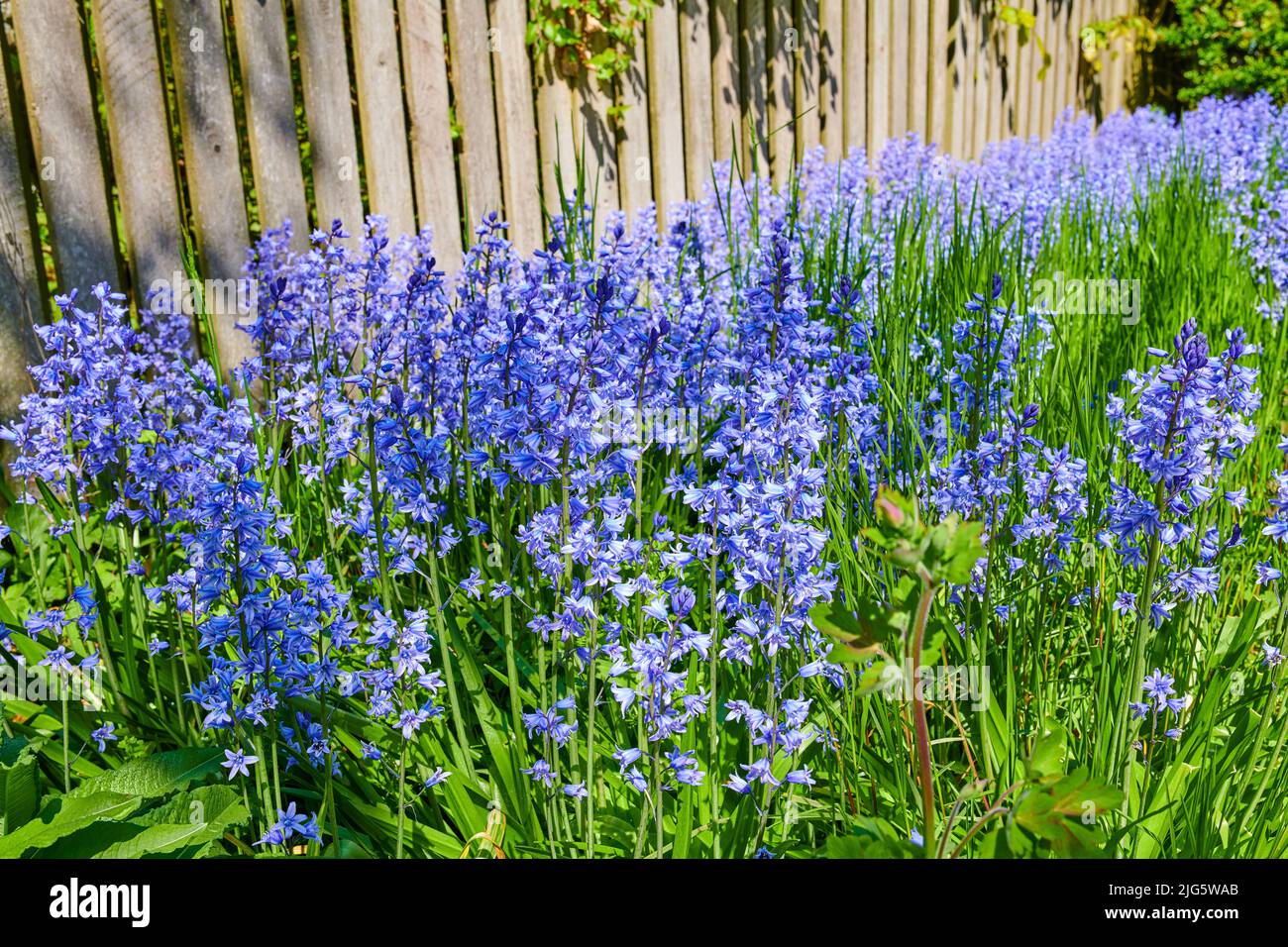 Closeup of blue kent bell flowers growing and flowering on green stems in private and secluded home garden. Textured detail of common bluebell or Stock Photo