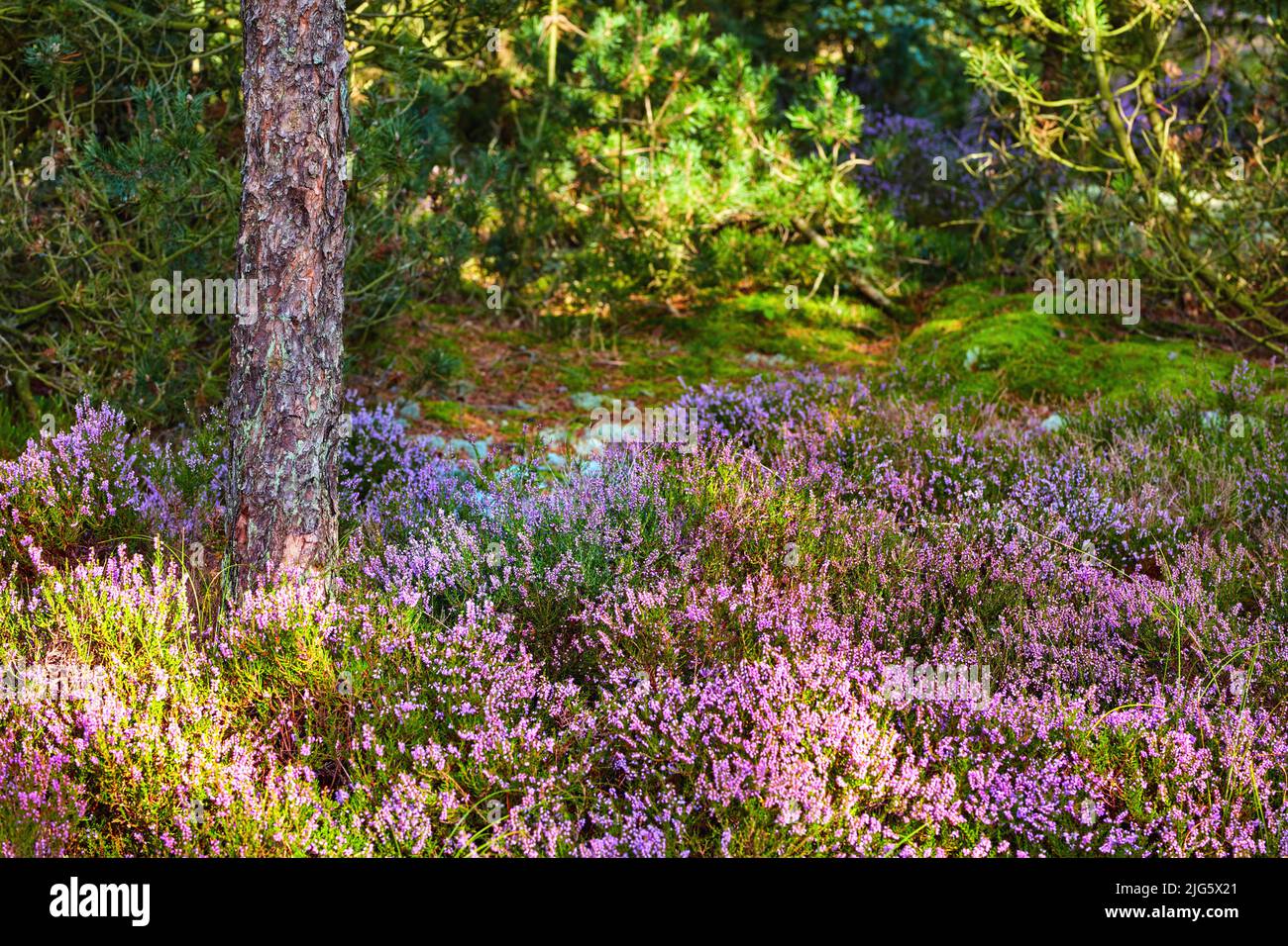 Colorful forest meadow with purple flowers and pine trees in rural