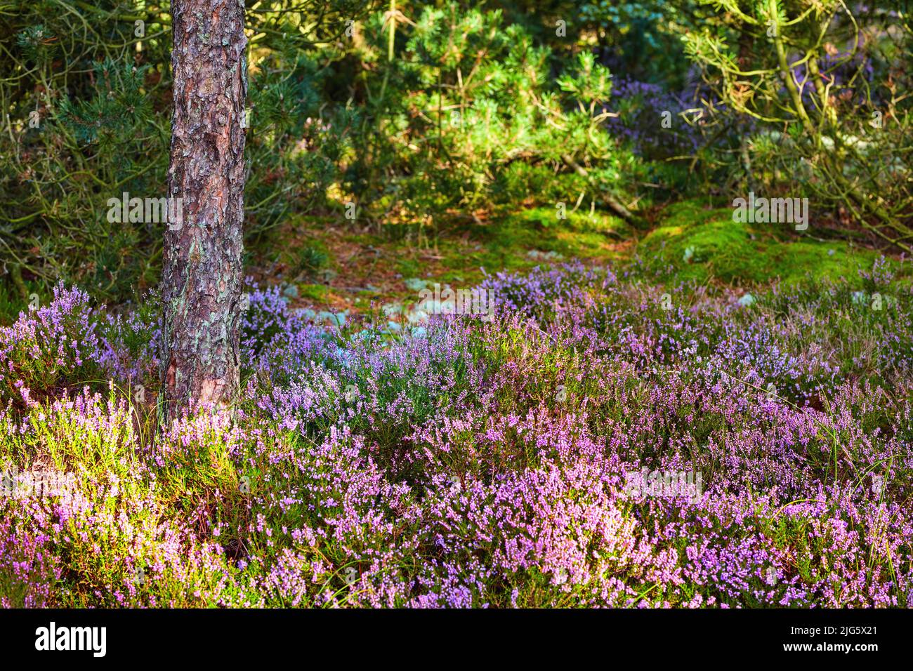 Colorful forest meadow with purple flowers and pine trees in rural countryside. Lush green field with various flowering bushes. Overgrown wild shrubs Stock Photo