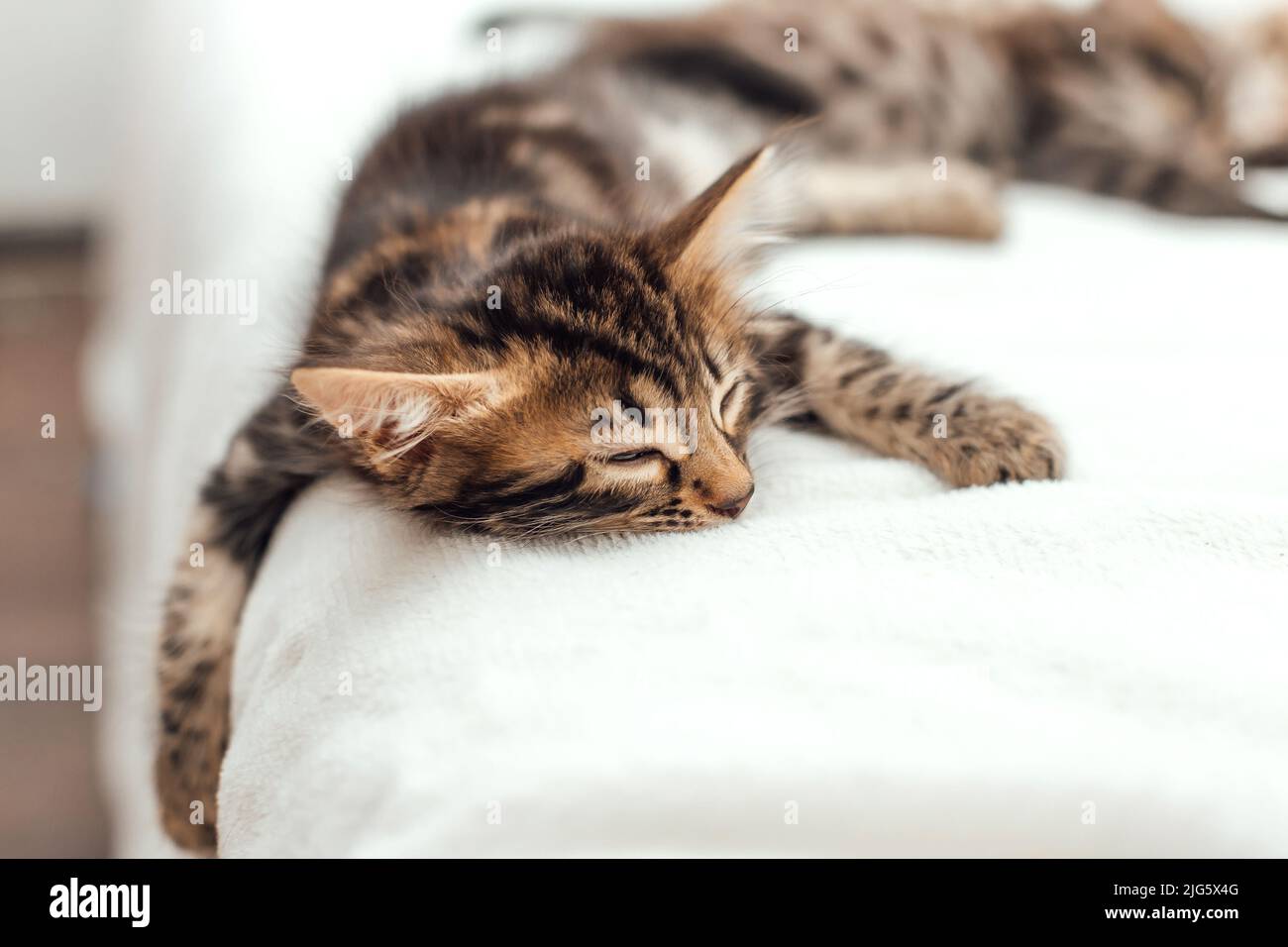 Cute marble one month old bengal kitten sleeping on the white fury