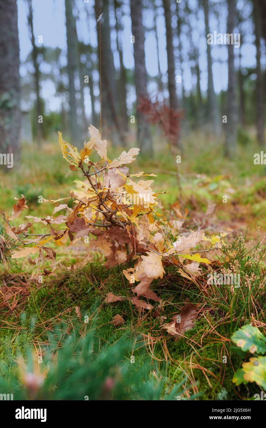 Closeup of dry autumn leaves from a pine, fir, spruce or cedar tree in a remote forest. Detail and texture of falling brown branches in a serene Stock Photo