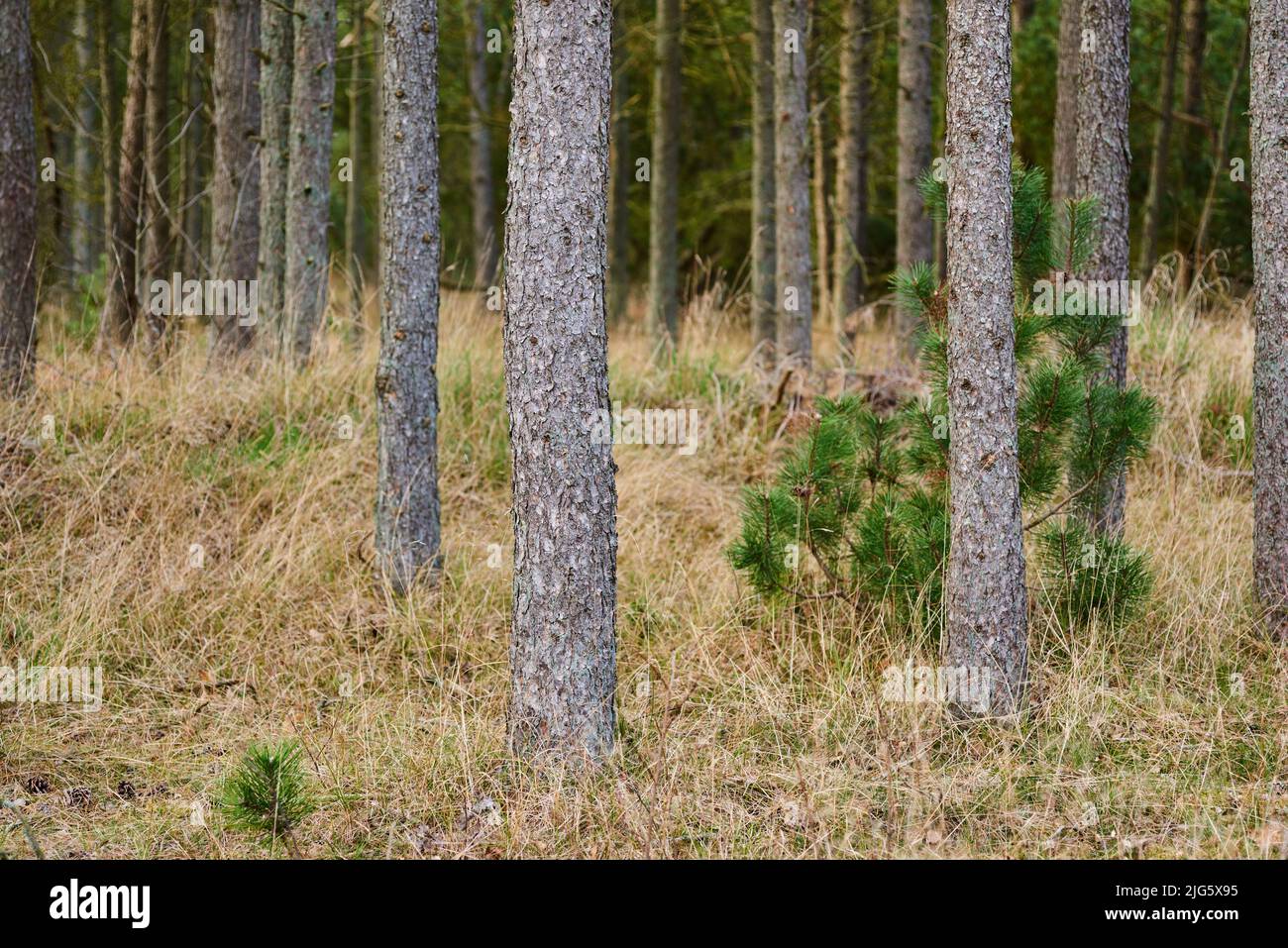 A pine tree forest with dry grass and green plants. Landscape of many pine tree trunks in nature during autumn season. Uncultivated and wild shrubs Stock Photo