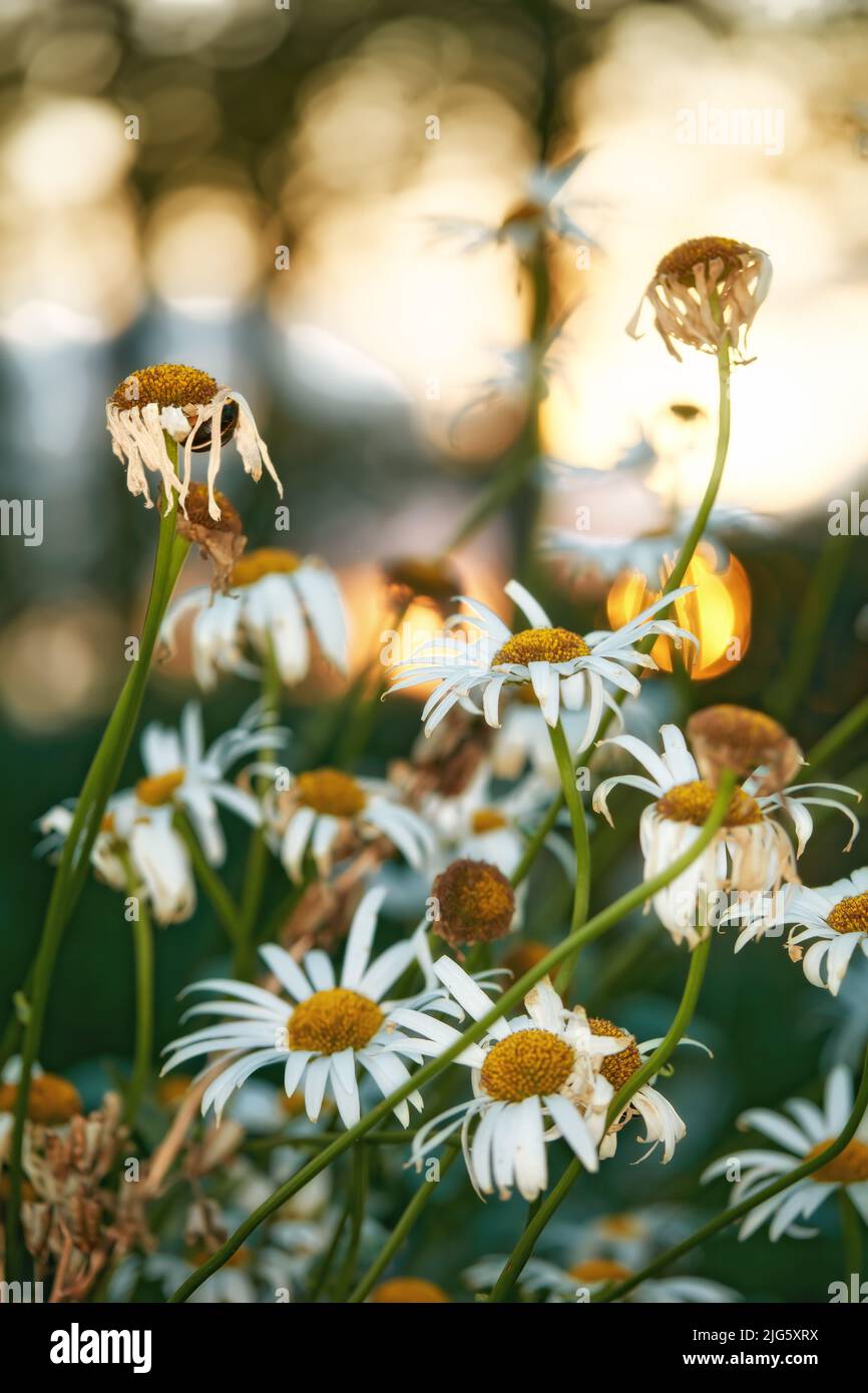 White flowers yellow center hi-res stock photography and images - Alamy