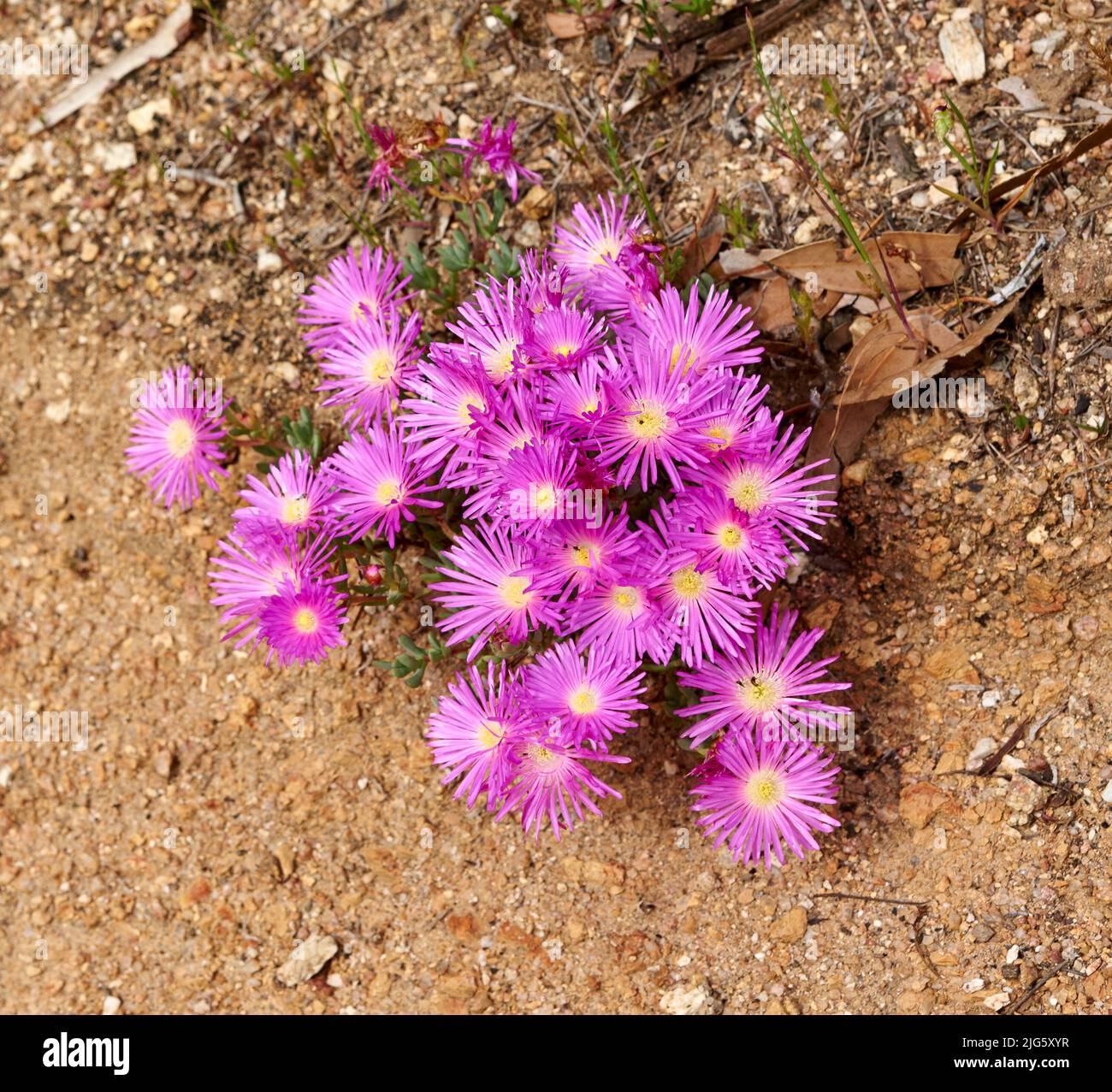 Colorful pink flowers growing on dry land. Fynbos in Table Mountain National Park, Cape of Good Hope, South Africa. Closeup from above of fine bush Stock Photo