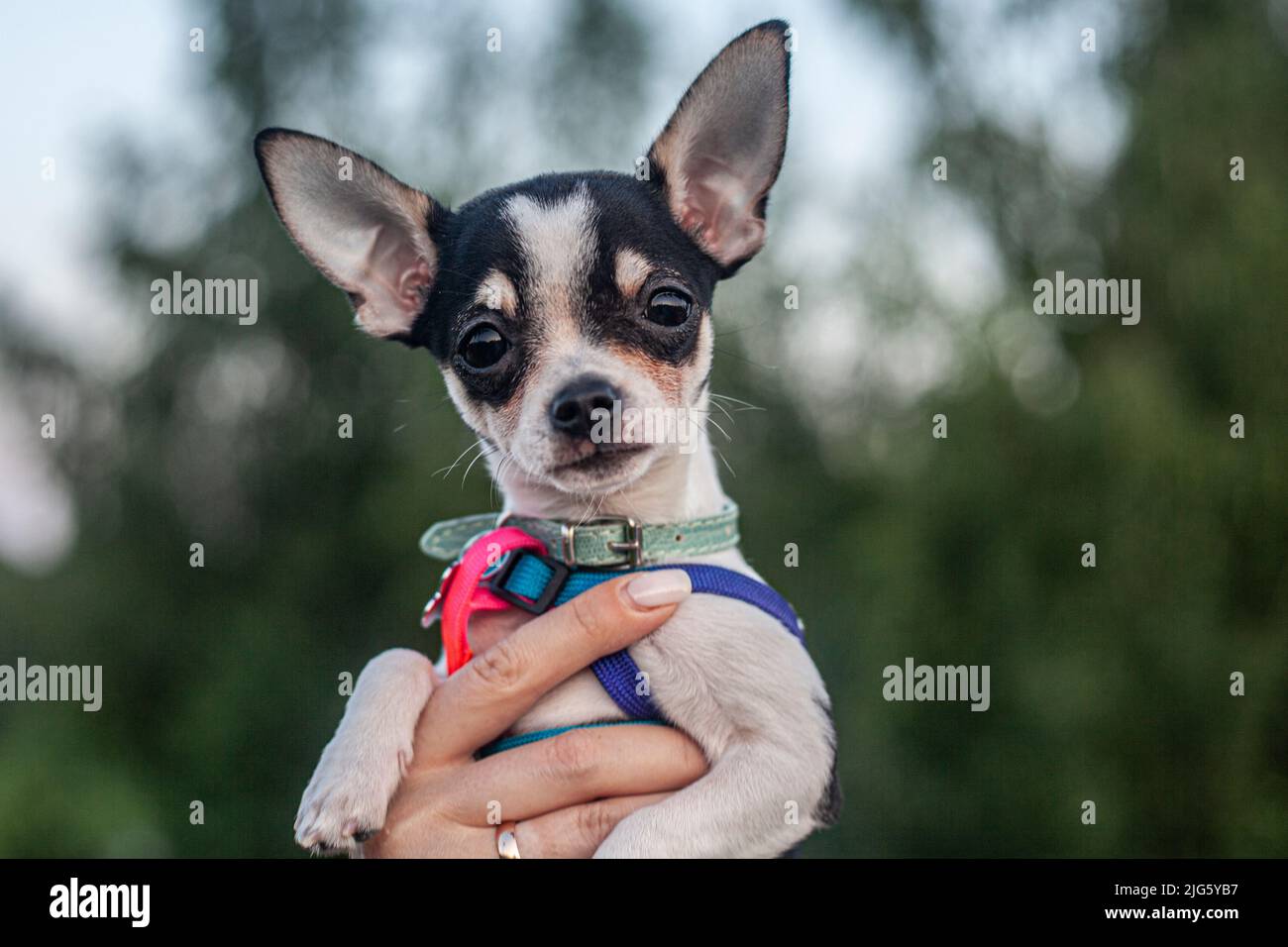 Angry dog wallpaper hi-res stock photography and images - Alamy, image size:1300x956