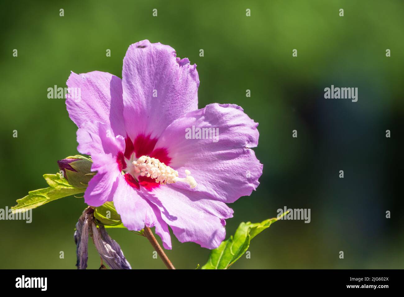 Pink Flowers Of Hibiscus Moscheutos Plant Close-up. Hibiscus Moscheutos ...