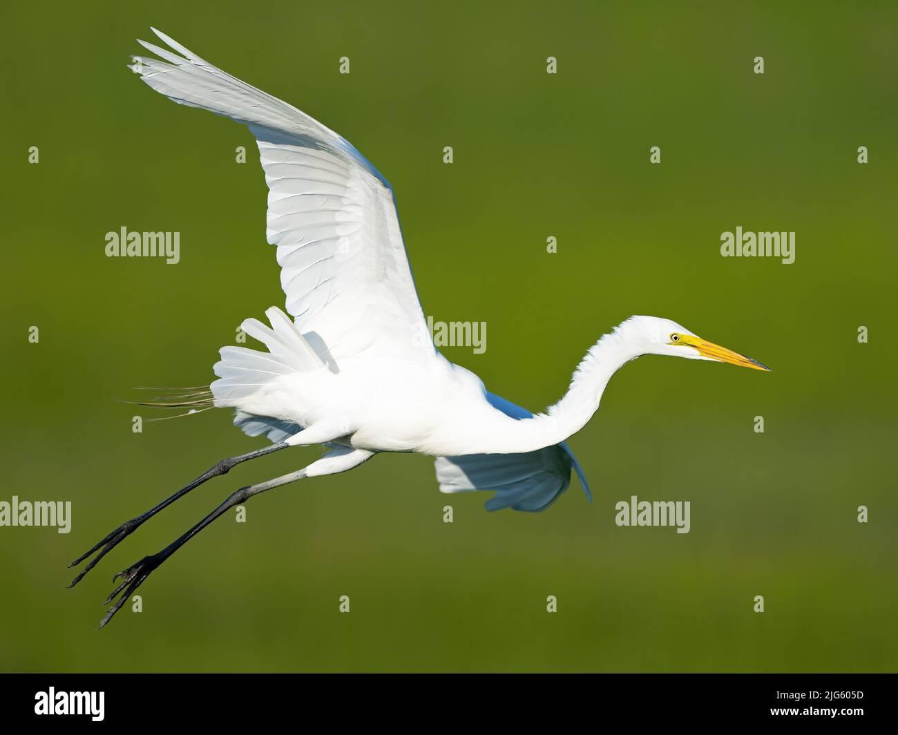 A Great Egret in Flight Stretched Out Stock Photo
