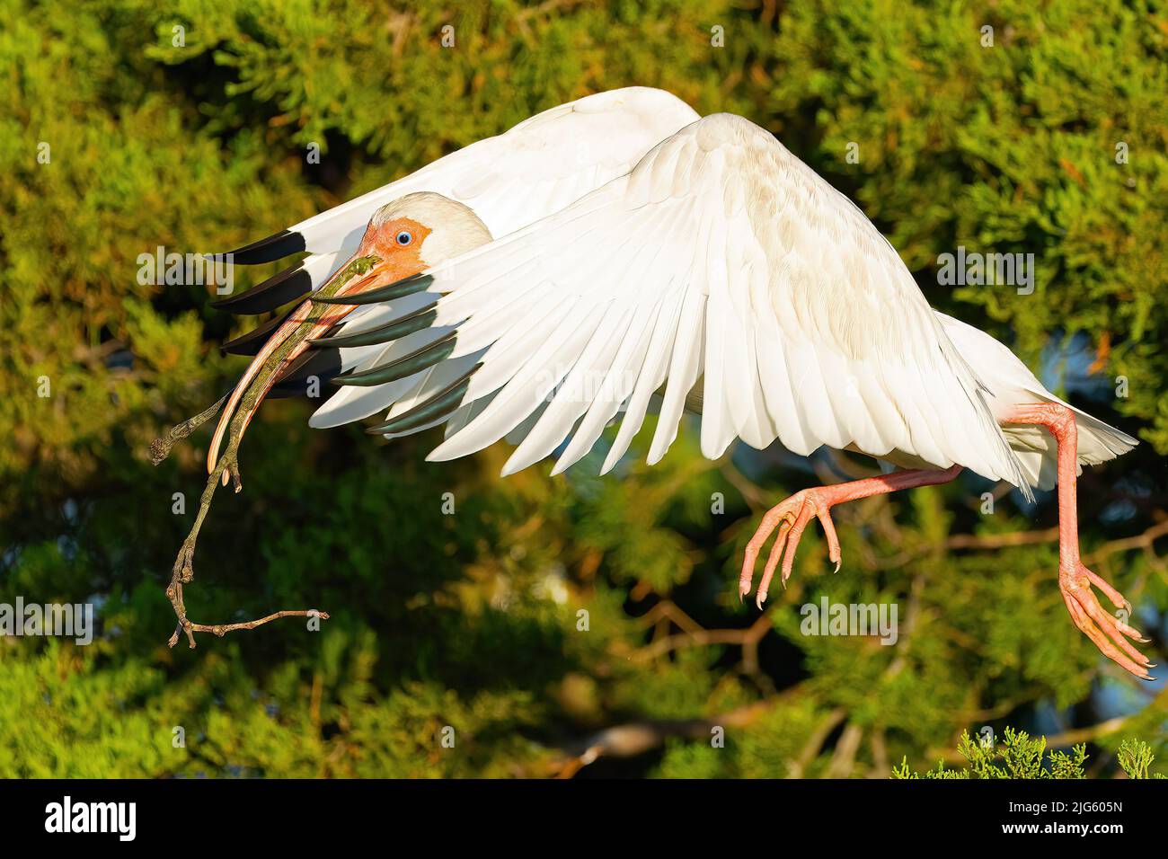 A White Ibis in Flight with Stick in Mouth Stock Photo