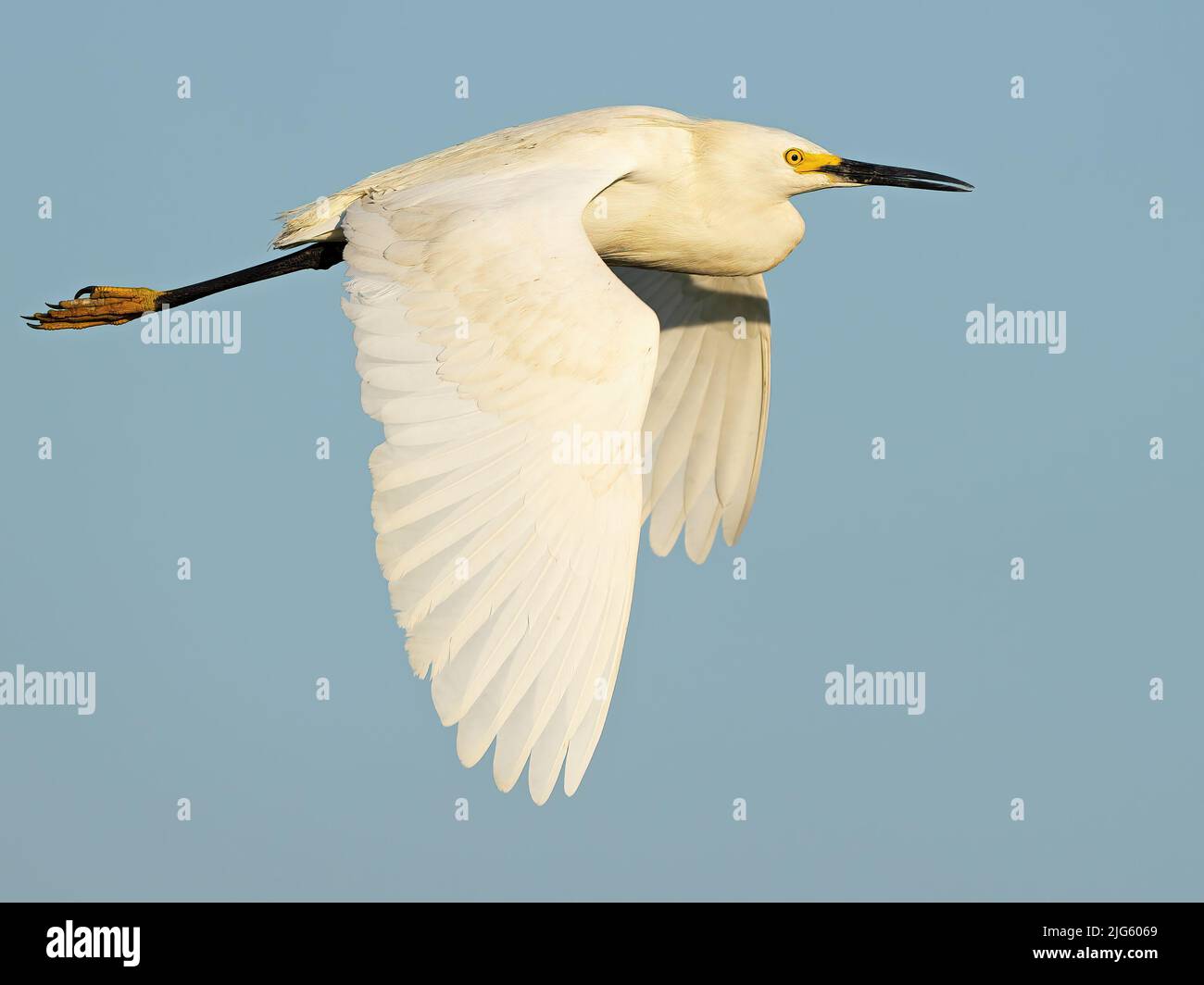 A Snowy Egret in Flight Stock Photo