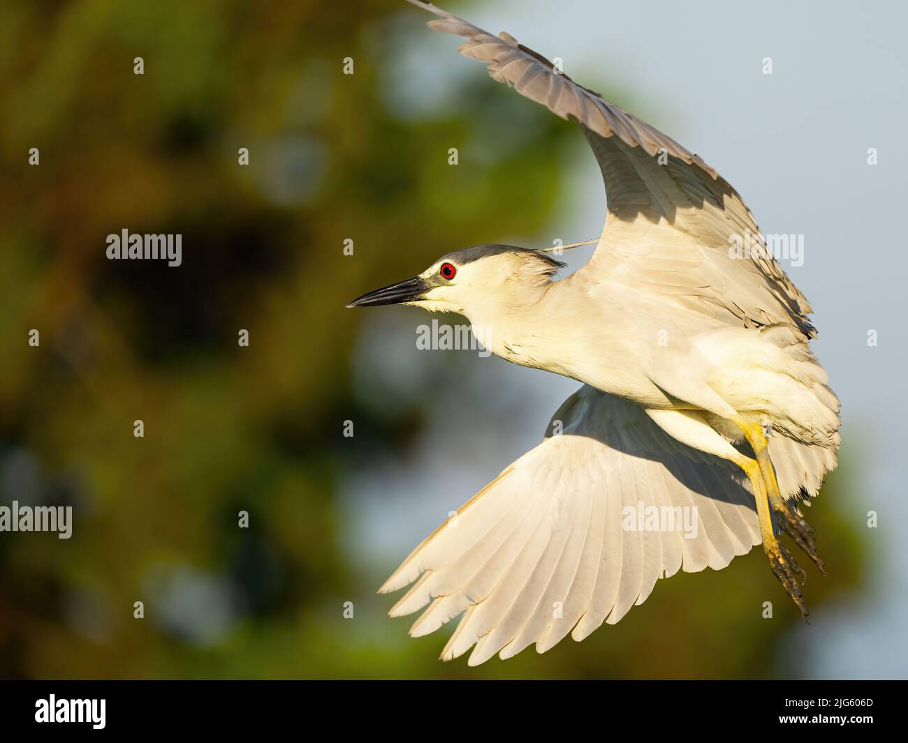 Black-crowned Night Heron in Flight Stock Photo