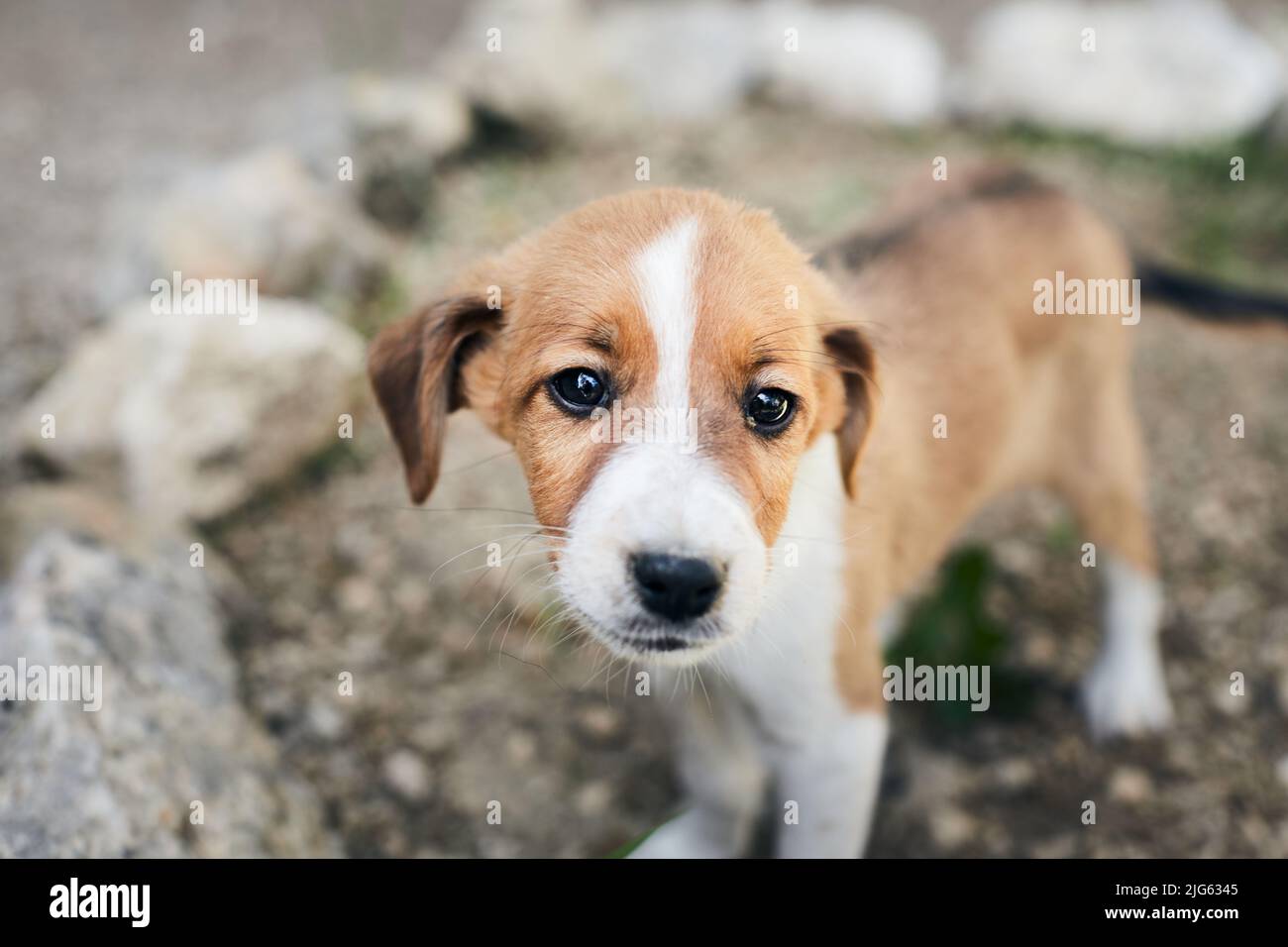 Photo of cute mongrel puppies on the street. Front view. Stock Photo
