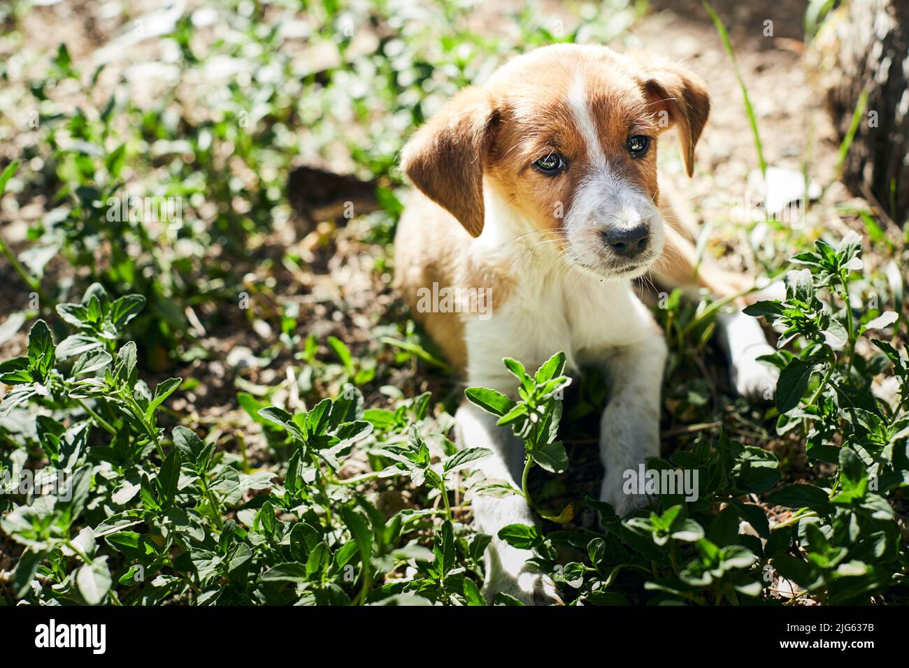 Photo of cute mongrel puppies on the street. Front view. Stock Photo