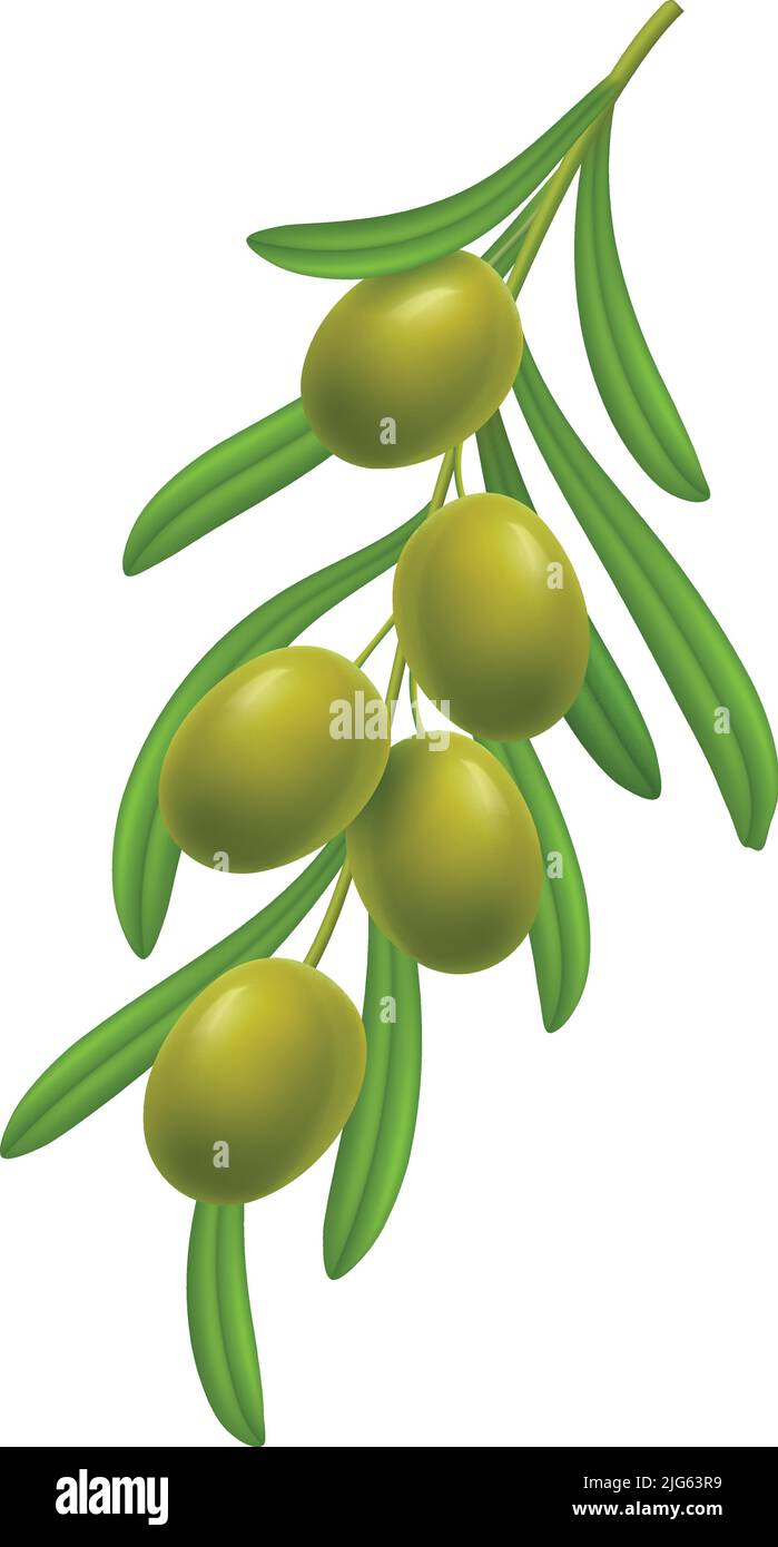 Realistic branch with green olives and leaves on white background ...