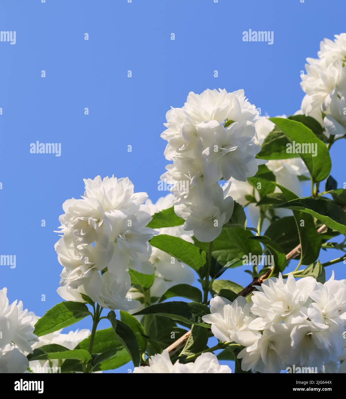 White terry jasmine flowers in the garden against blue sky. Floral