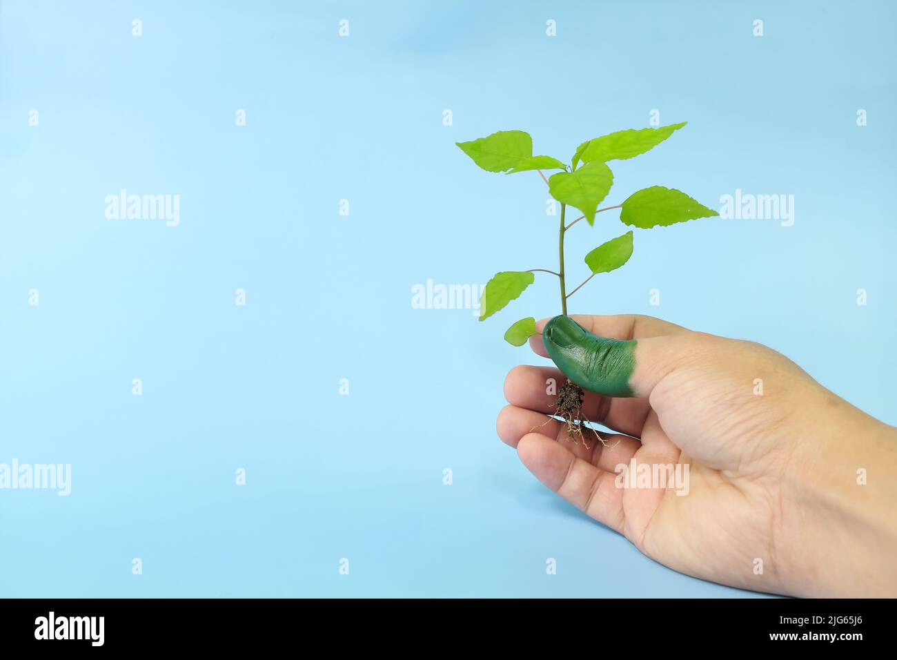 Green thumb and environmentalist concept. Human hand holding a plant seedling with thumb painted with color green. Stock Photo