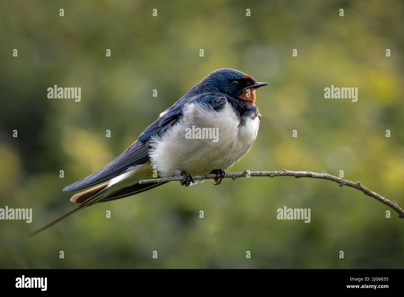 A swallow, Hirundo rustica, is perched on a branch. It is taken with an out of focus natural background. Stock Photo