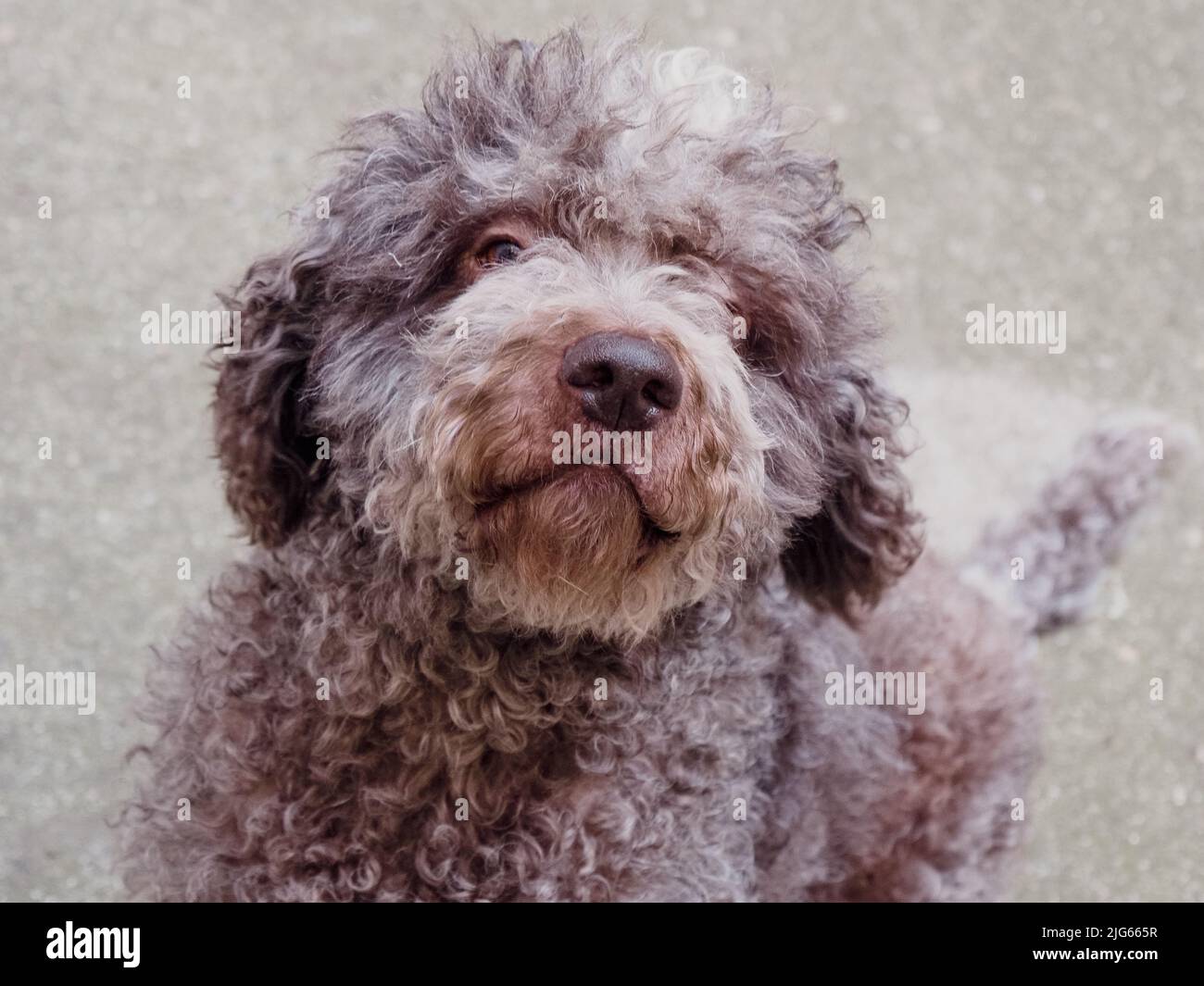 beautiful lagotto romagnolo truffle dog Stock Photo Alamy