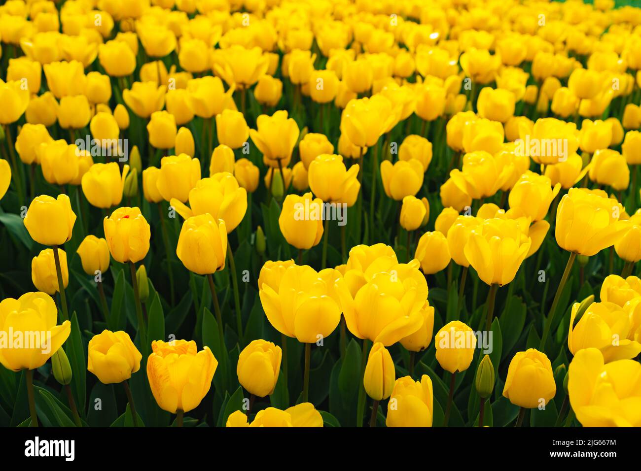 Blossoming yellow tulips field, flowers for background Stock Photo - Alamy