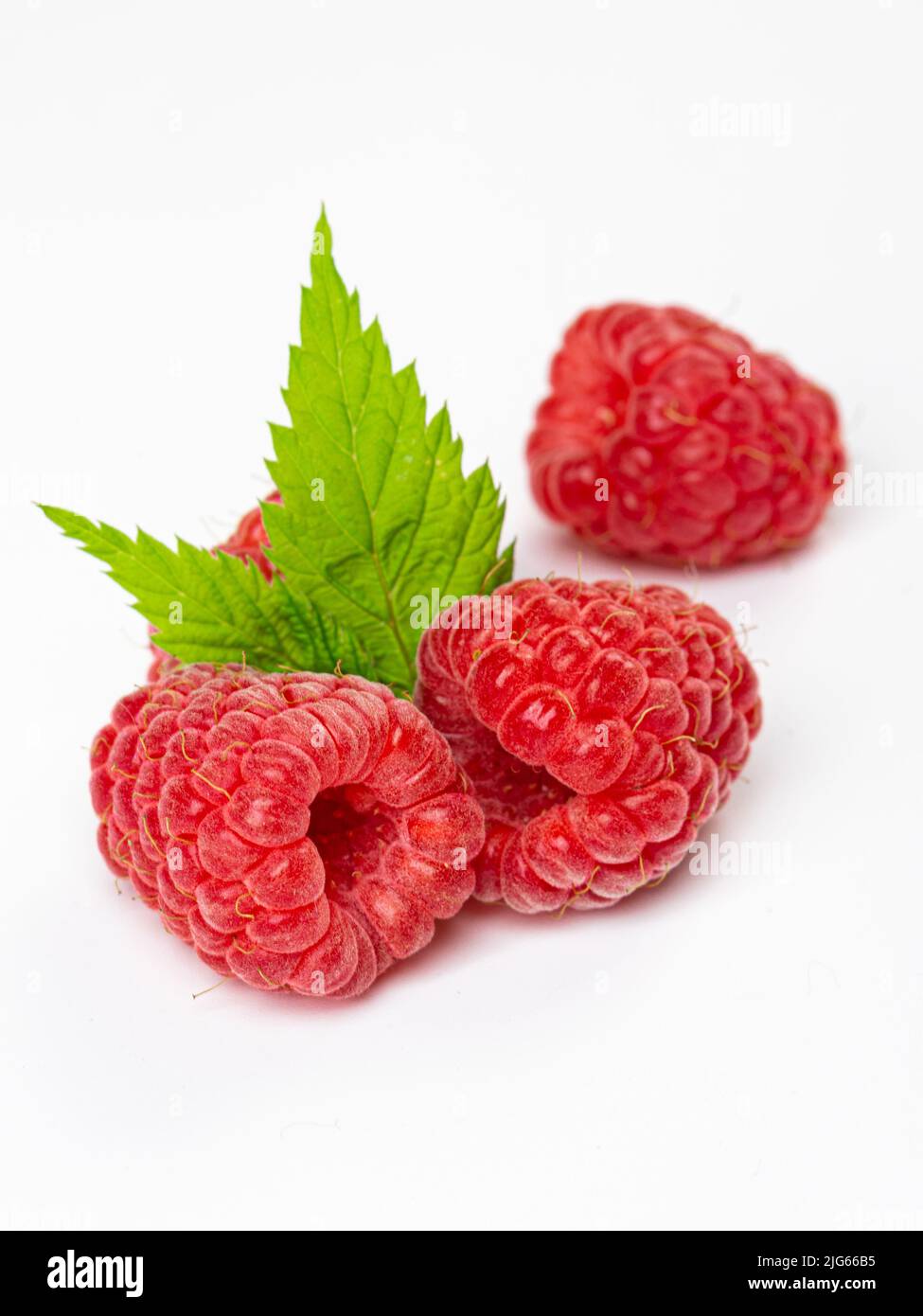 Isolated berries. Bunch of raspberry fruits with leaves isolated on ...