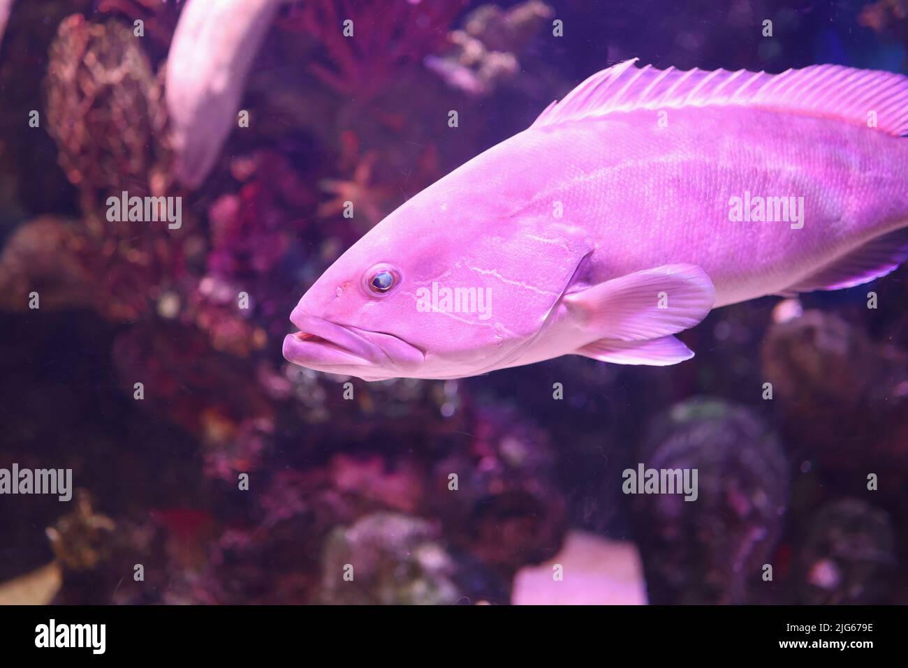 Beautiful sea bass fish in aquarium or oceanarium Stock Photo - Alamy