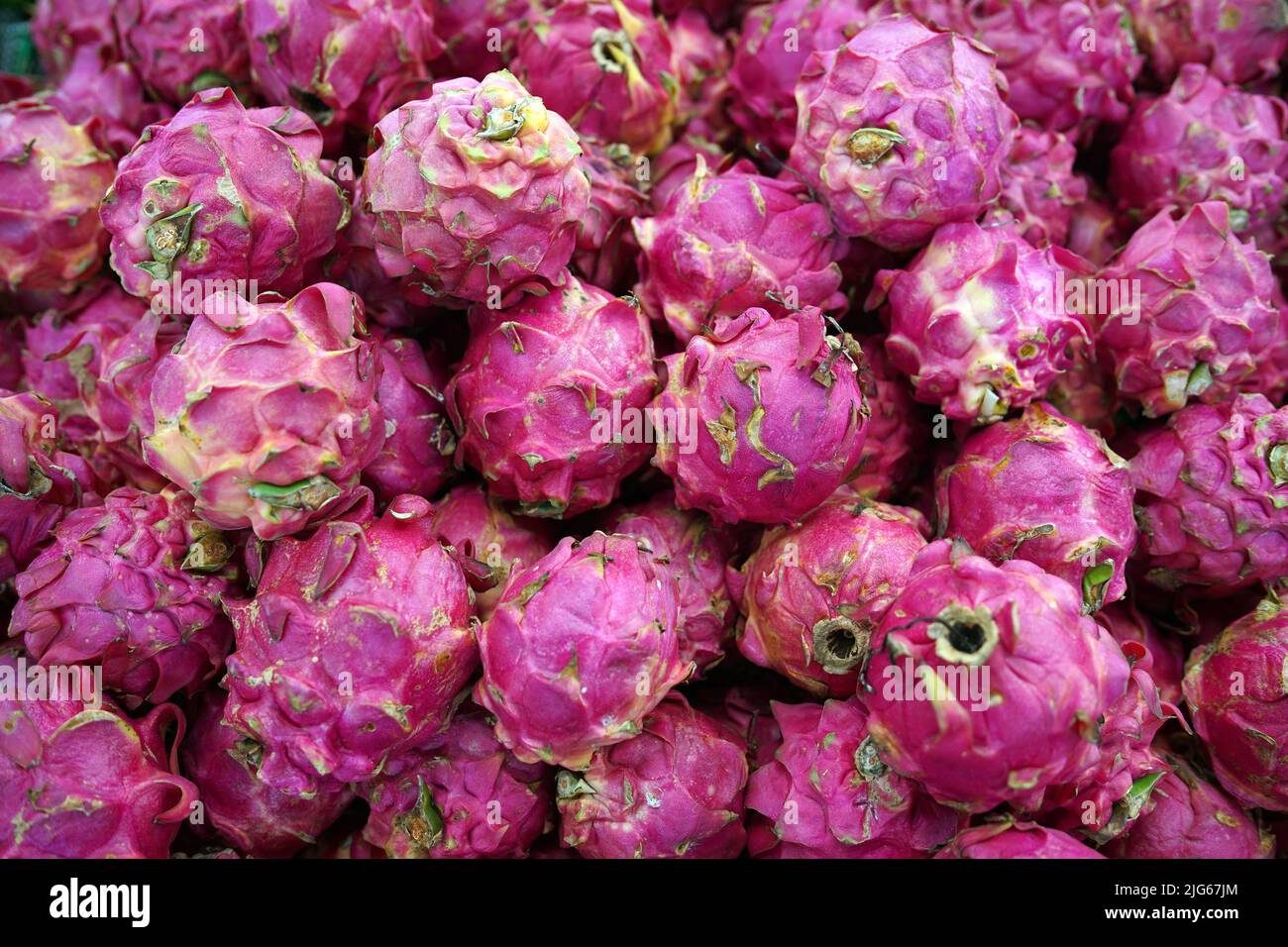 Big Bunch of Pink Pitaya Dragon Fruits Stock Photo Alamy