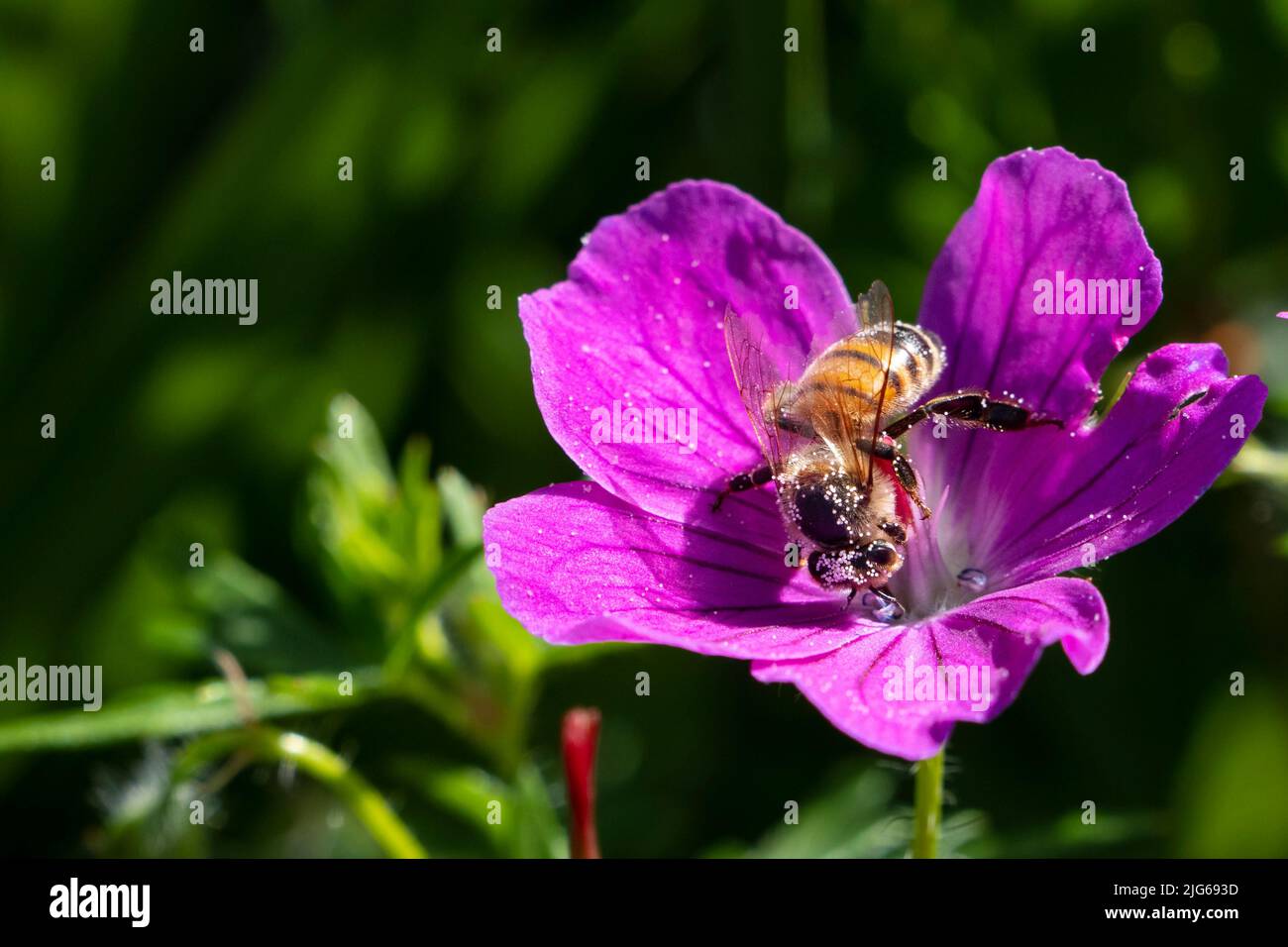 Honey bee collects nectar and pollen on a purple mallow blossom Stock Photo