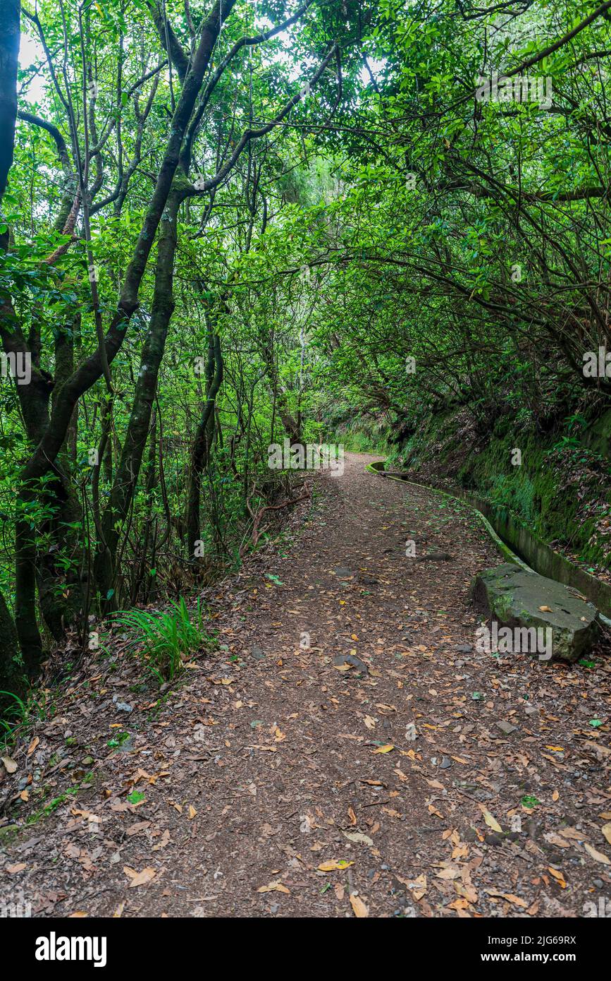 Trail with levada in forest near Portela mountain pass in Madeira Stock Photo