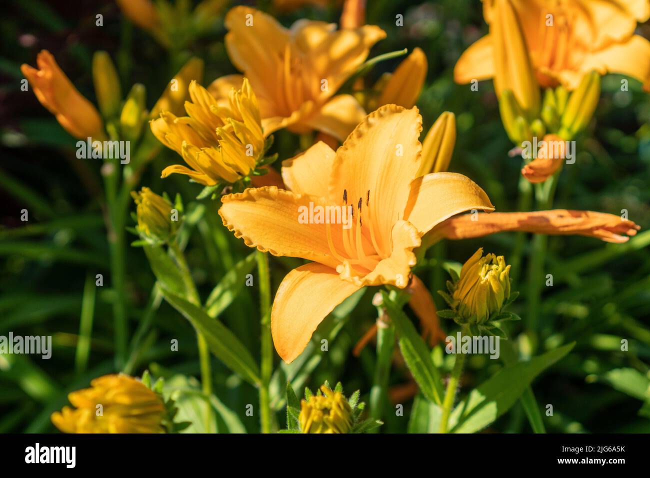 Orange blooming daylilies in the garden Stock Photo