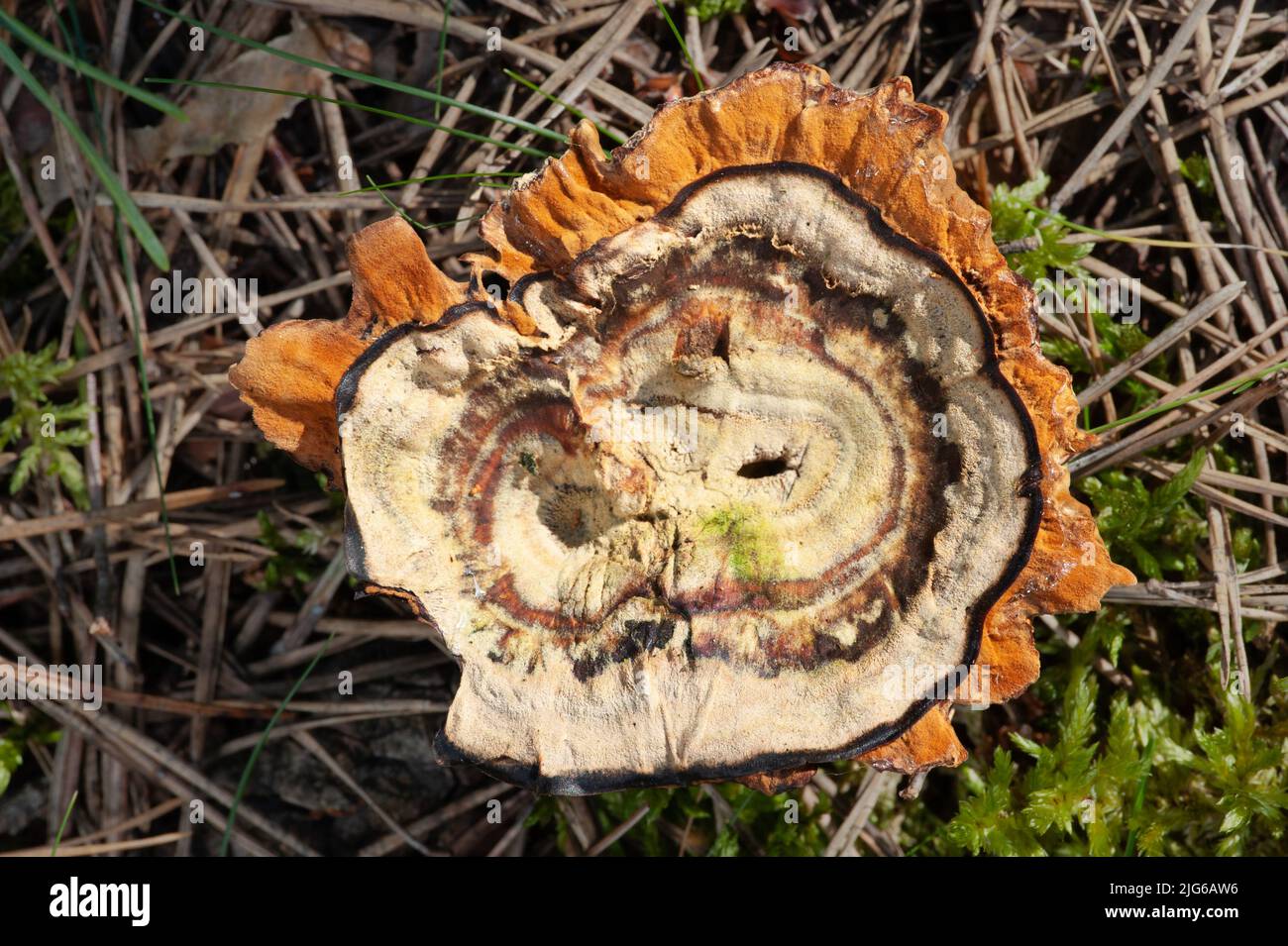 Wildlife of Europe - edible and inedible mushrooms growing in forest Stock Photo