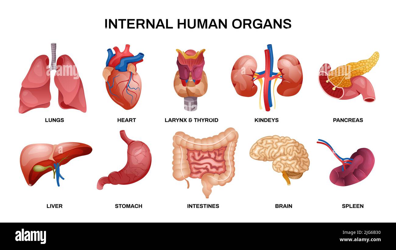 Internal human organs horizontal icon set with lungs heart kidneys pancreas liver stomach brain and other organs vector illustration Stock Vector