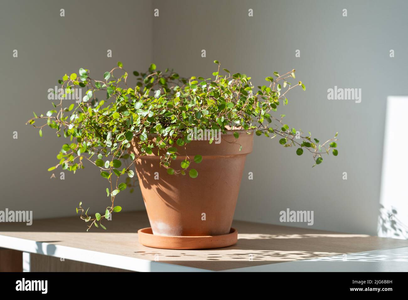 Muehlenbeckia Houseplant In Terracotta Pot On Table At Home Climbing muehlenbeckia-houseplant-in-terracotta-pot-on-table-at-home-climbing
